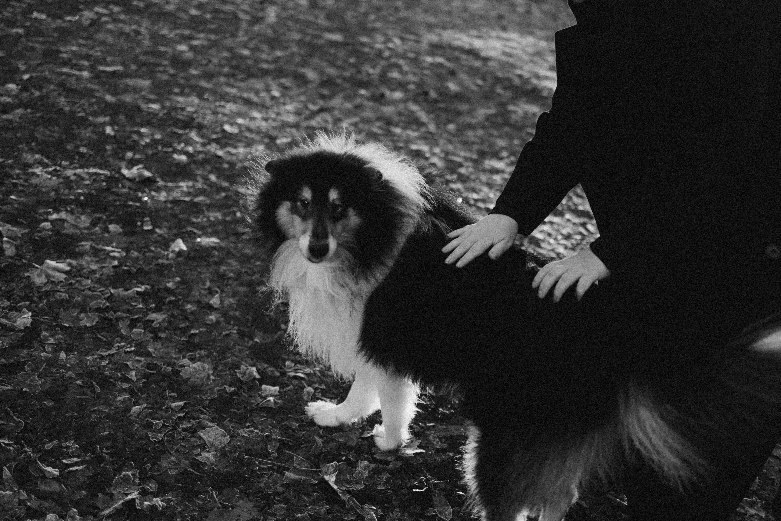 Ия и Барт. Фотограф — Анималист | Санкт-Петербург