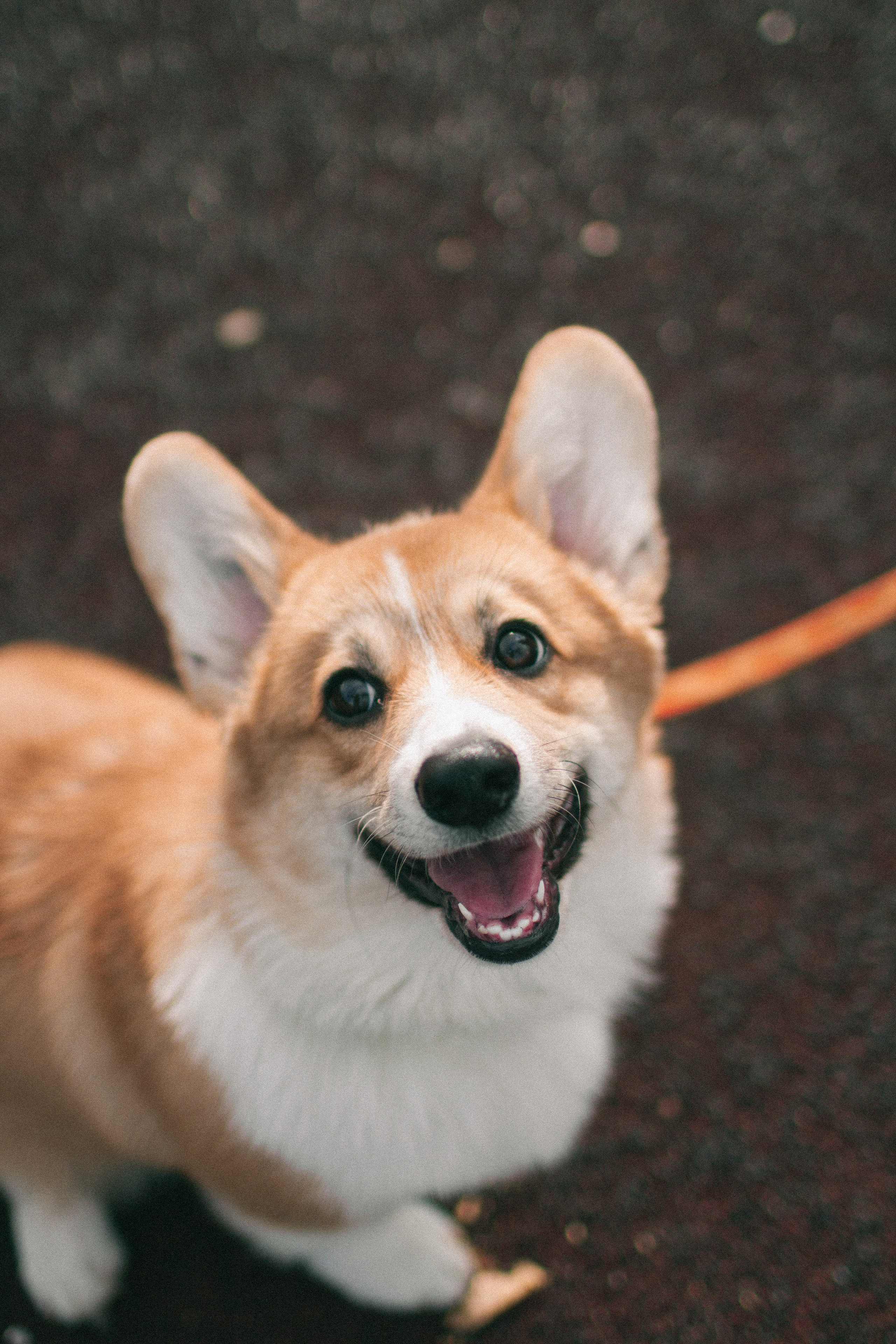 Marina & Persik. Portrait photographer in New York, Yulia Zubova