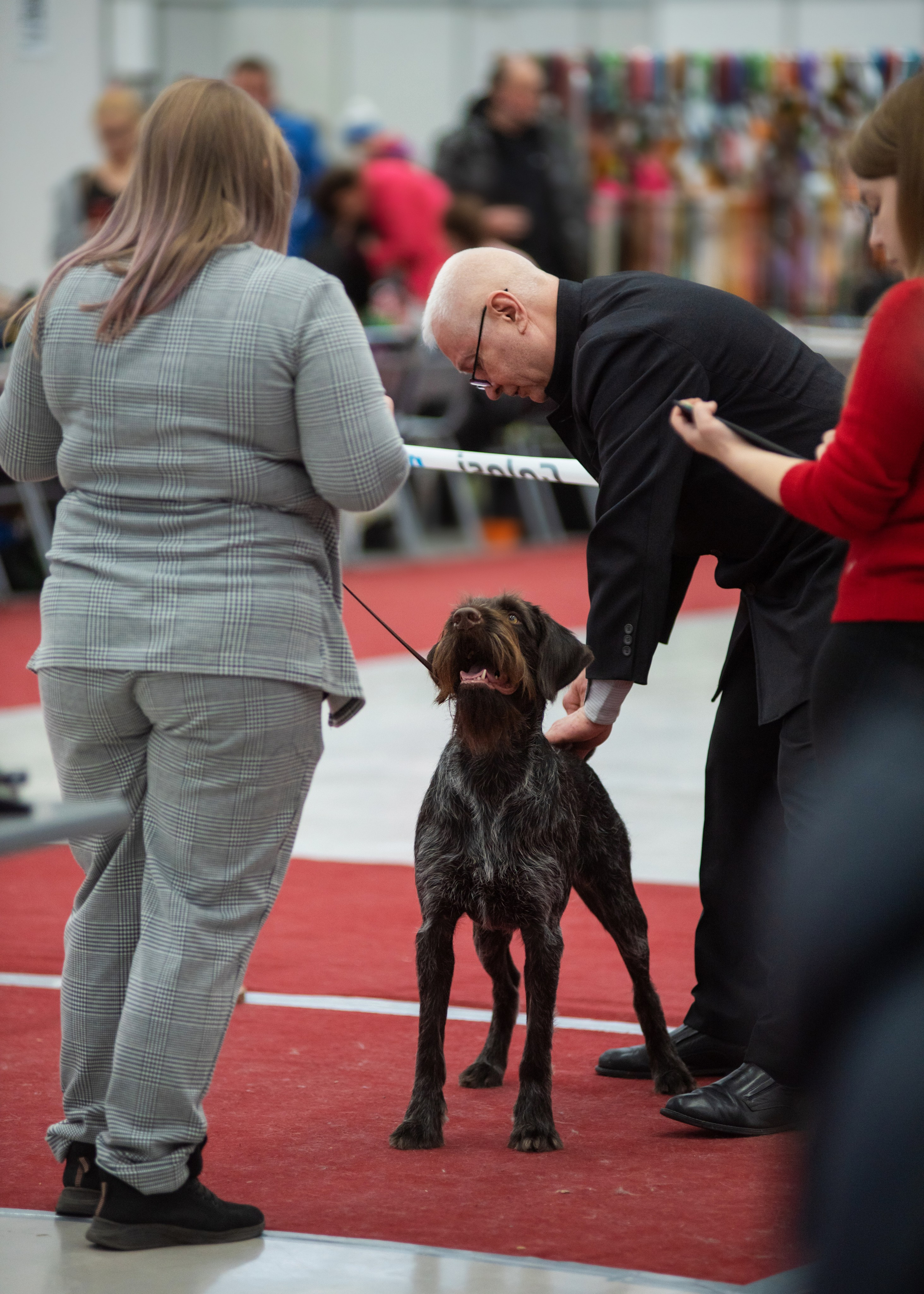 Выставка собак тюмень 14.01.2023. Дог-фотограф в Тюмени Александра Королева