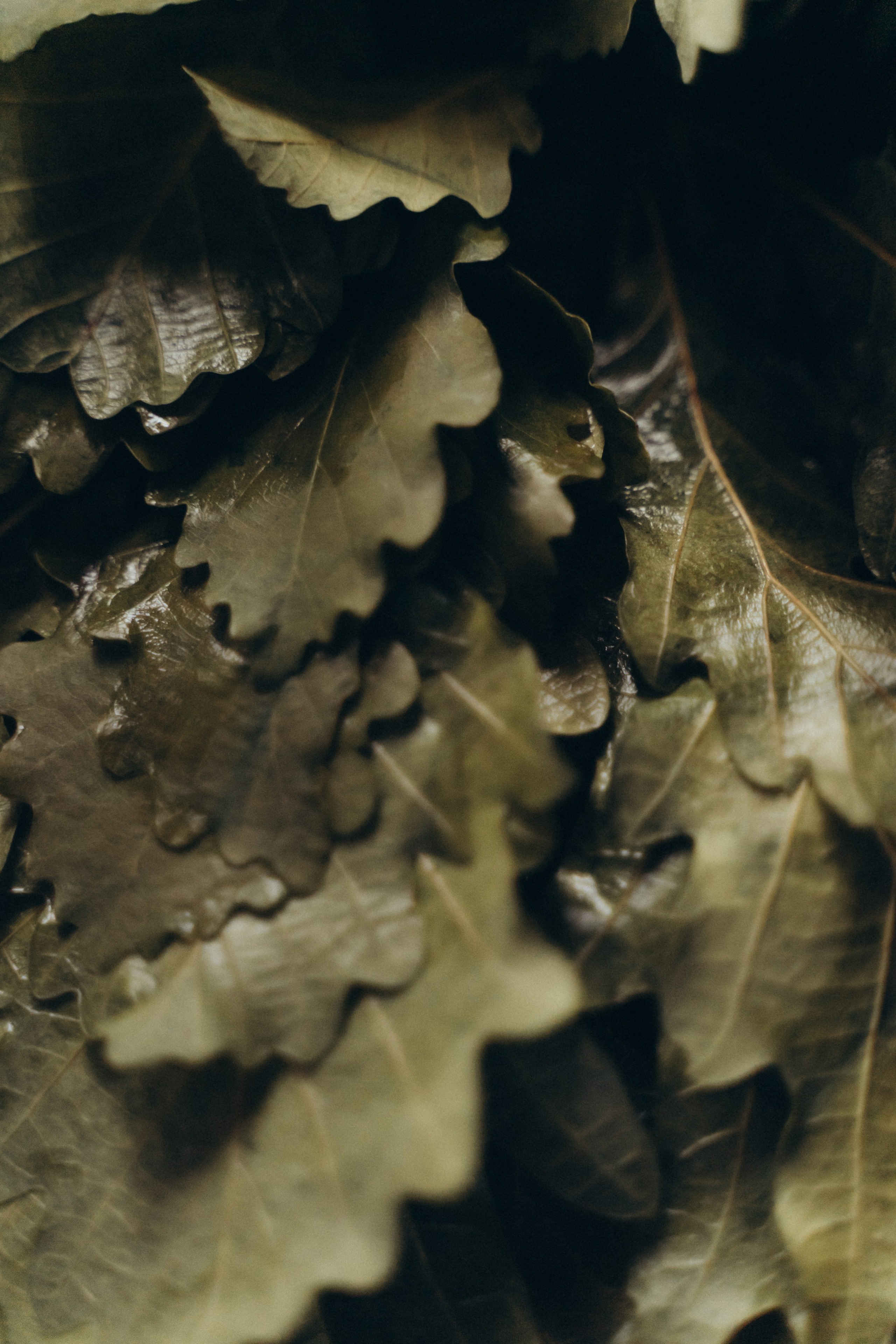Пар-мастер Елена. Семейный фотограф в Саратове