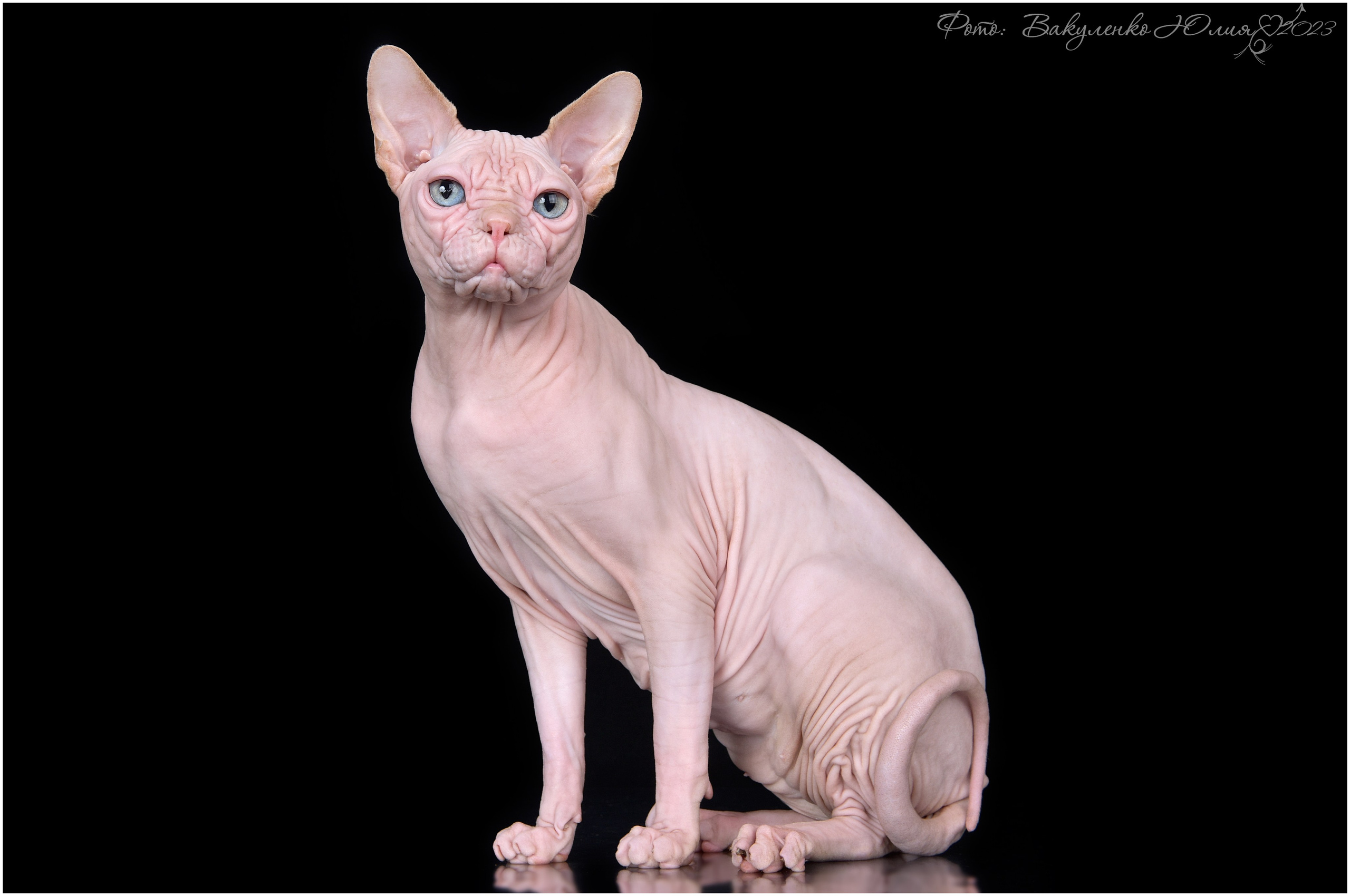 Взрослые. Фотограф анималист | семейный Юлия Вакуленко, г. Краснодар