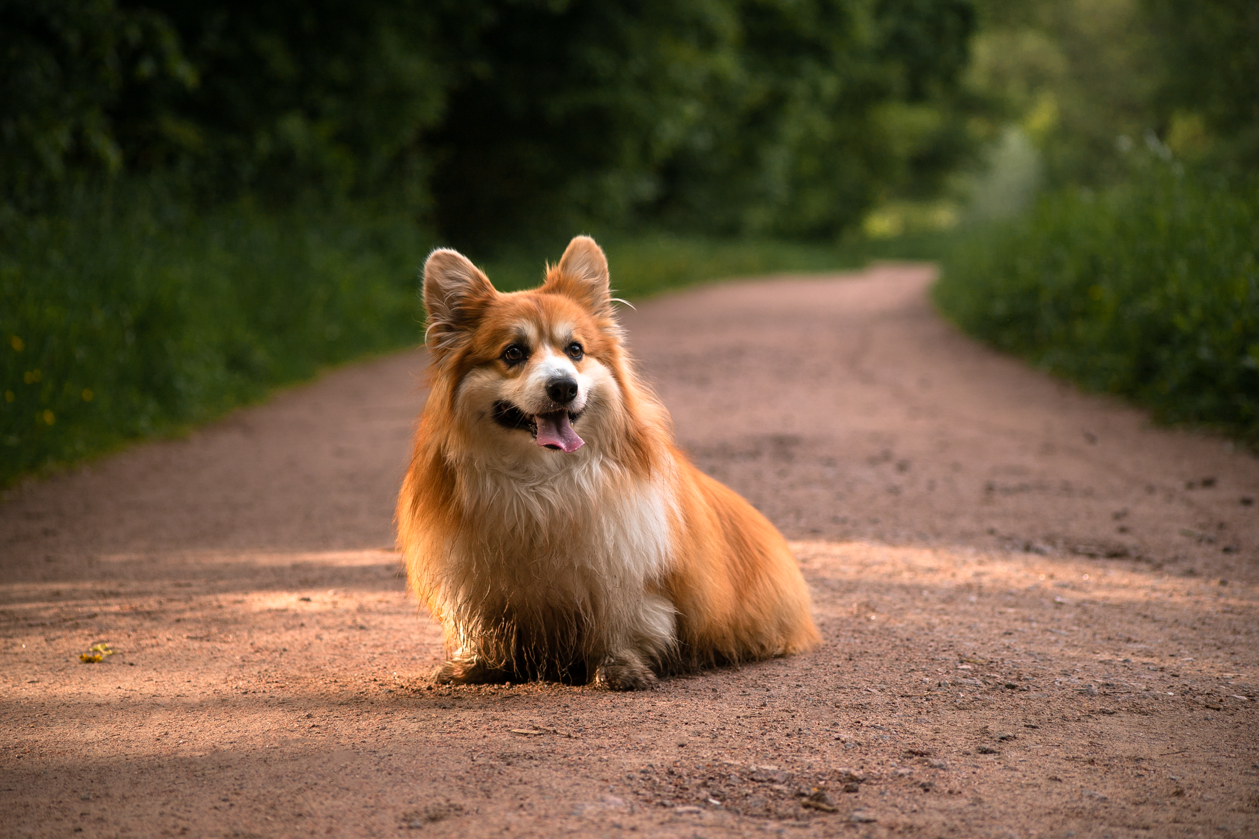 Фотосессия корги. Художественный фотограф в Санкт-Петербурге Елизавета Чева