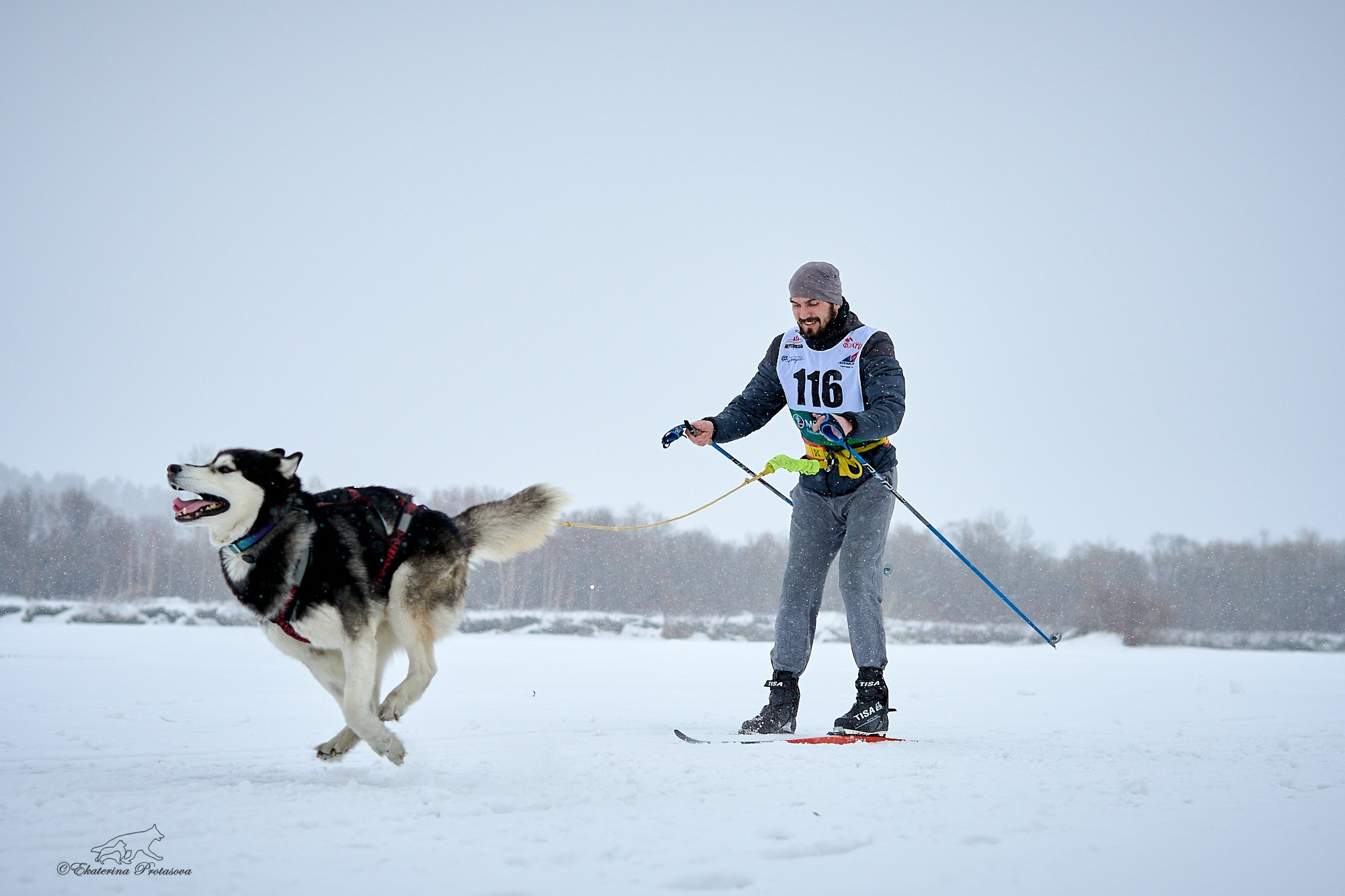 Соревнования по скиджорингу. Фотограф-анималист в Иркутске