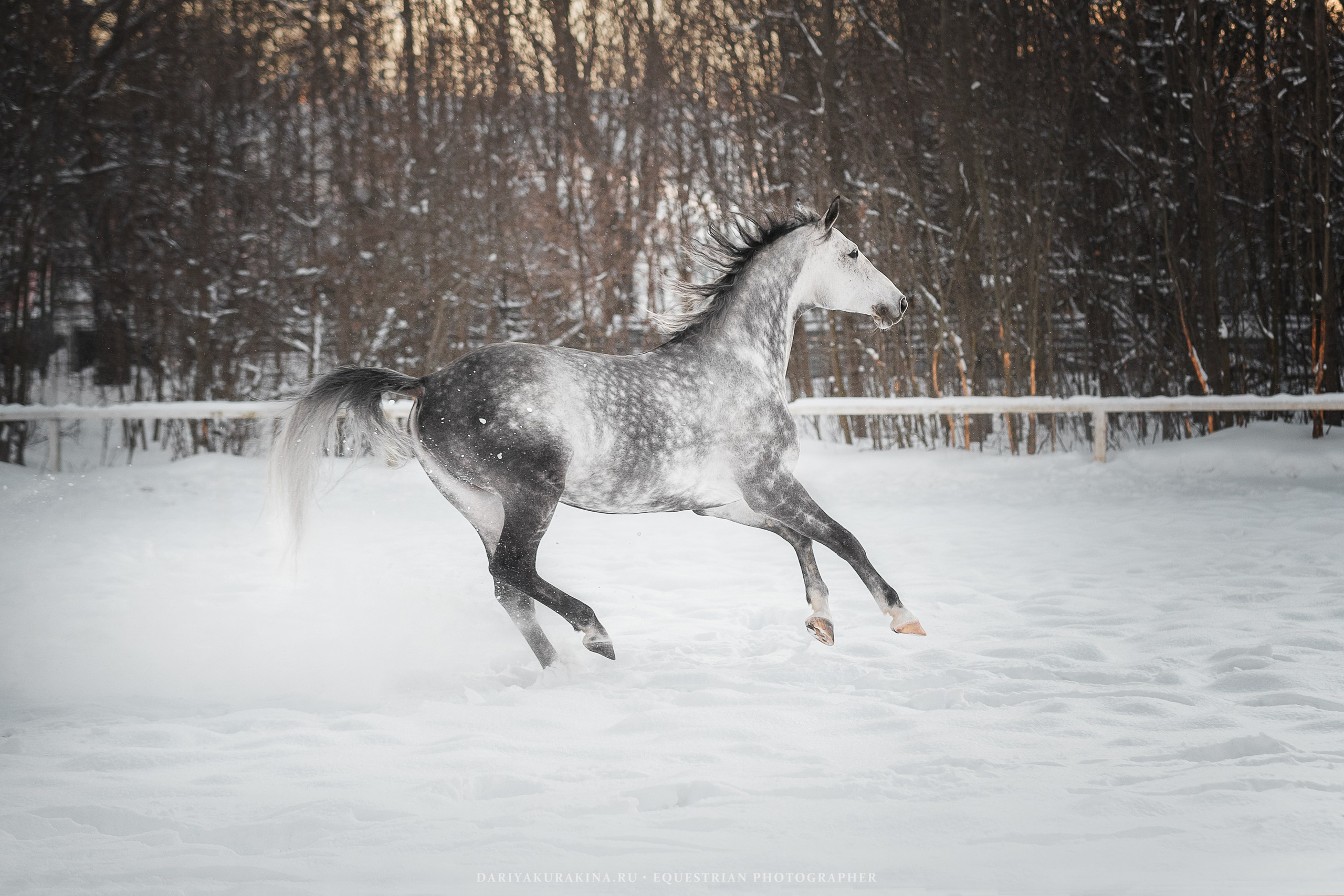 Ловеласка и Клистал Лав, «ЮНА». Конный фотограф Куракина Дарья • Фотосессии с лошадьми