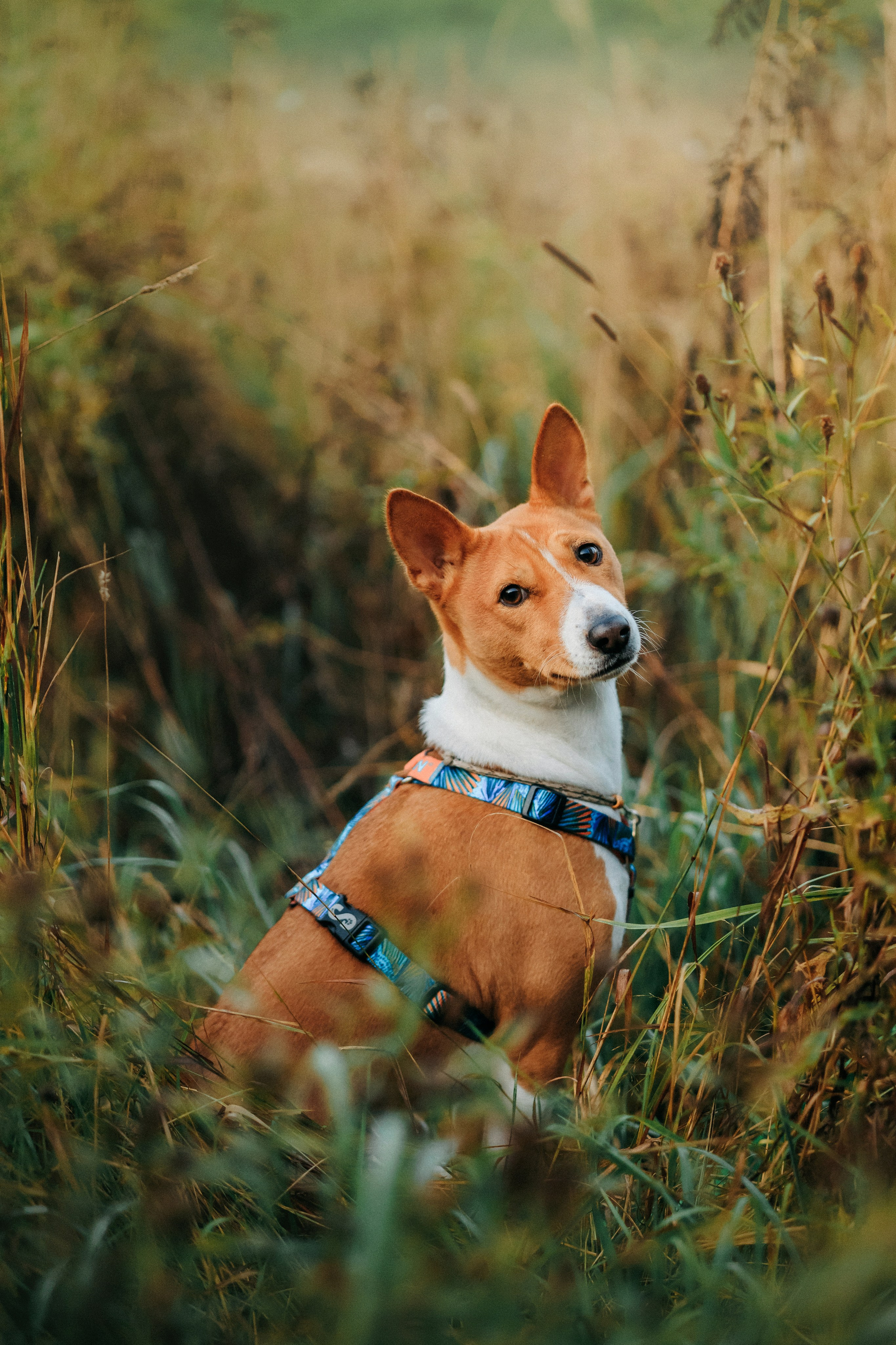 Лена и Джин. Фотограф-анималист Елена Радченко, Москва