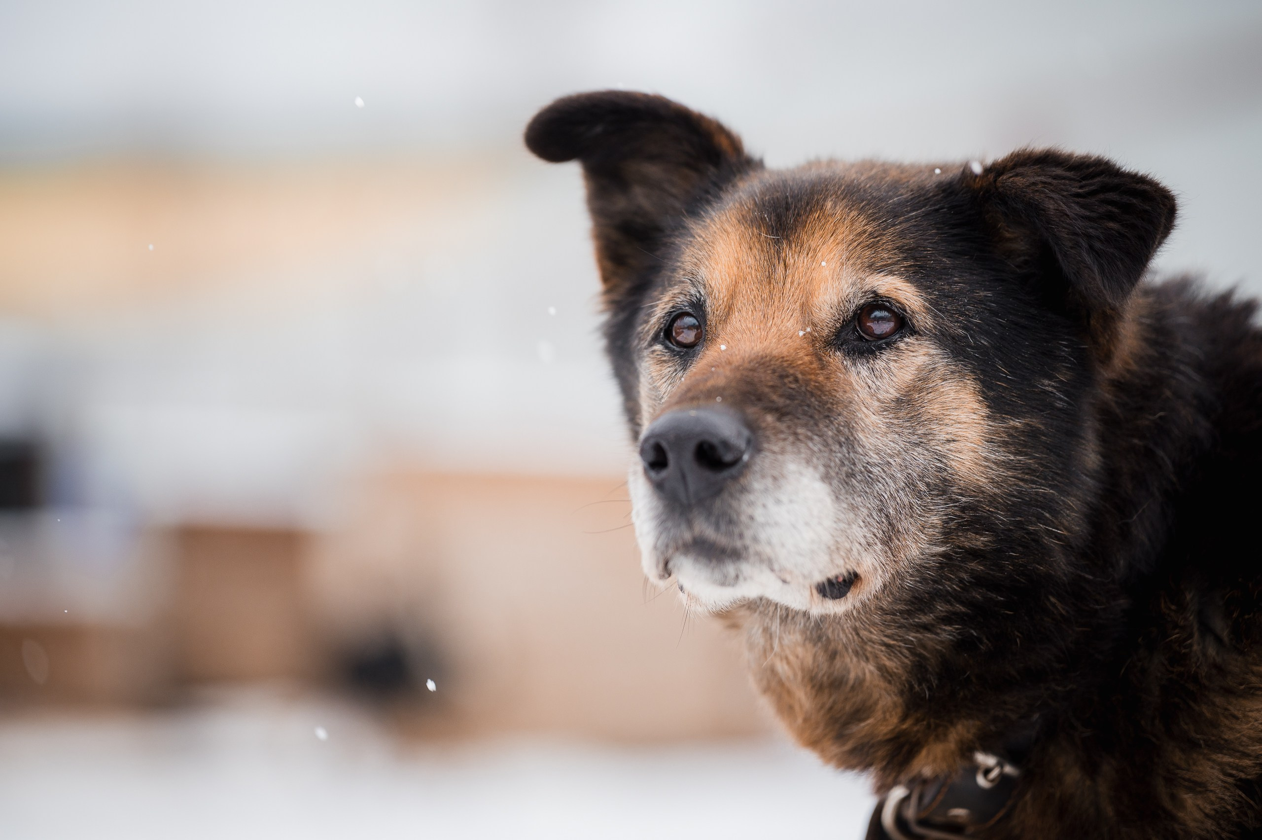 Тайсон. Улыбка собаки — спасение и пристройство бездомных собак