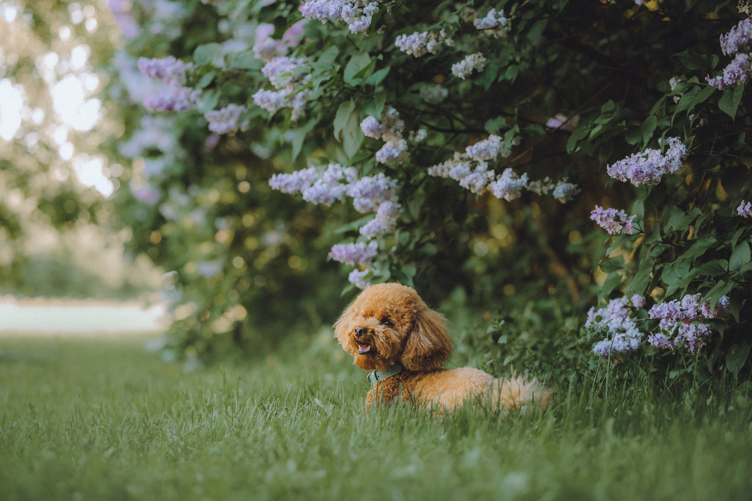 Марья и Буба