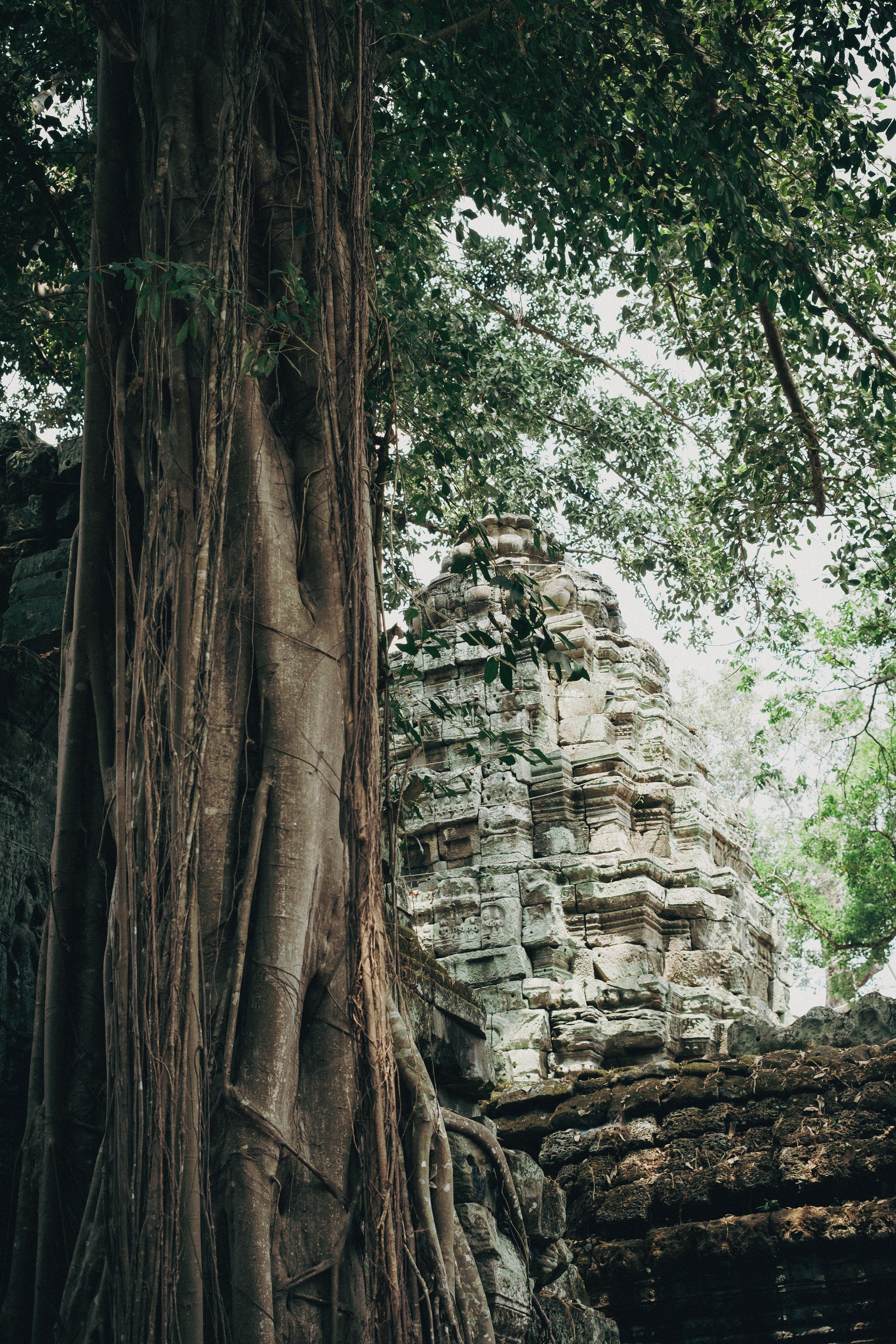 Cambodia. Dmitry Ippolitov