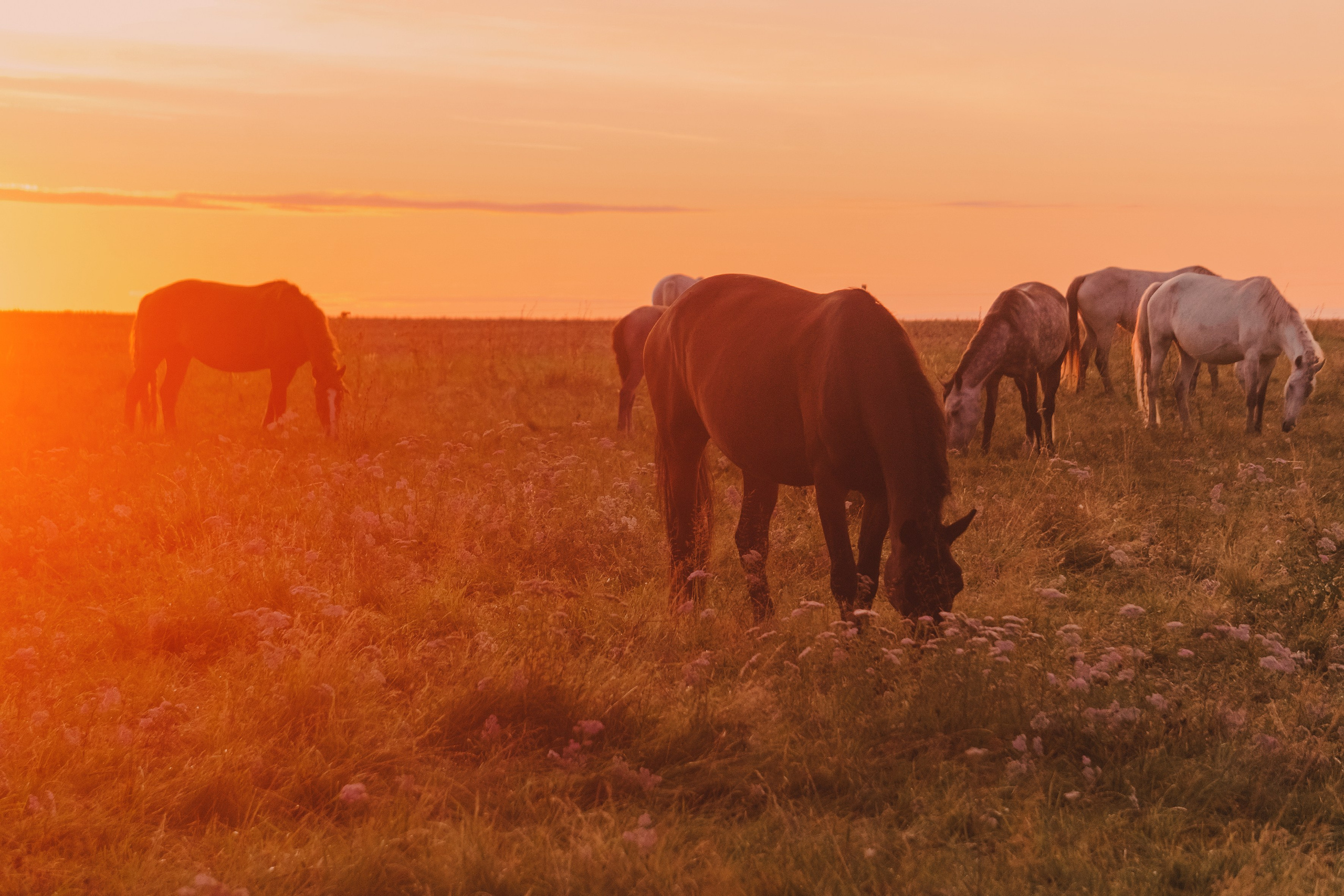 Life with horse. Saamill