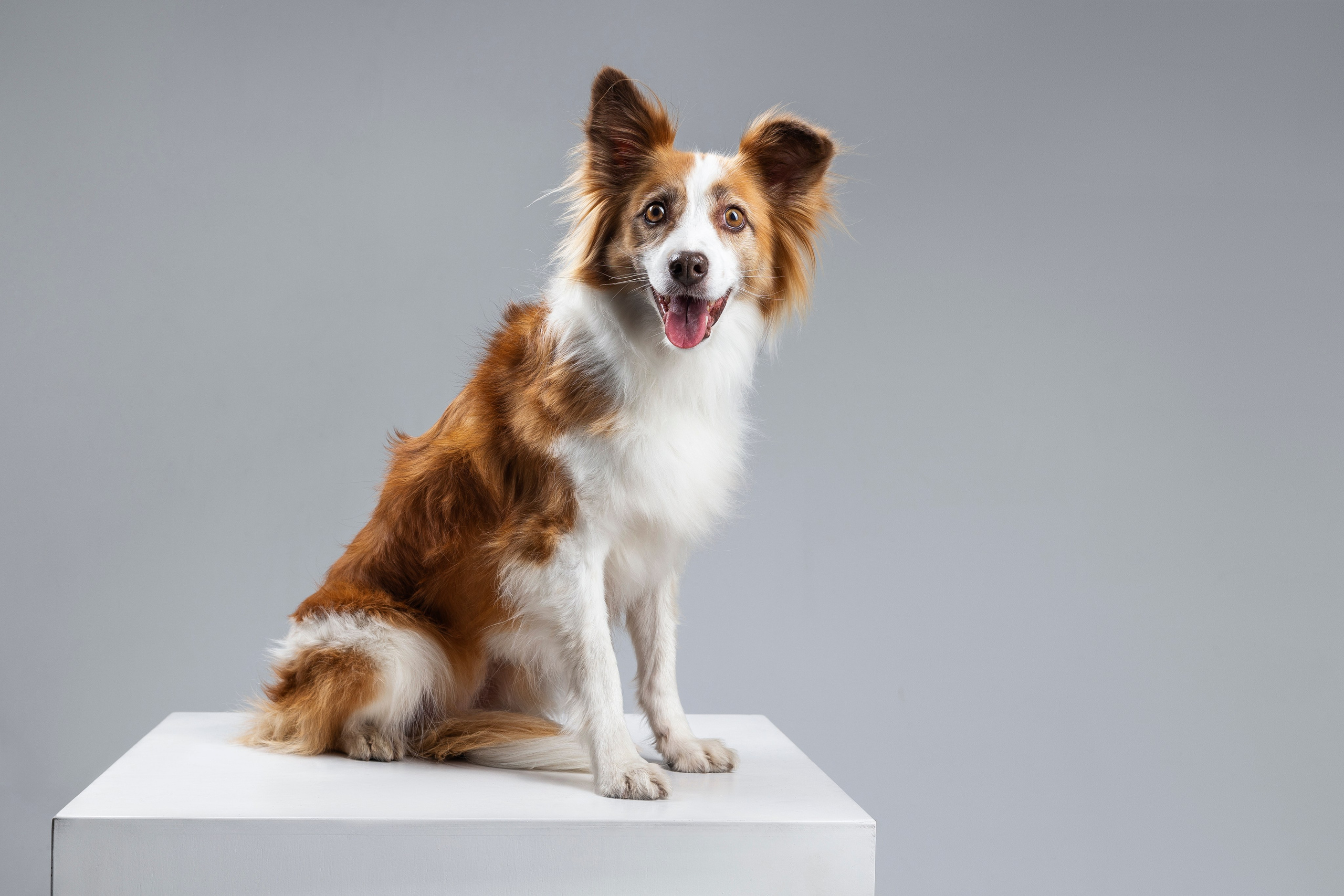 Беатрисс и бордер Вивьен в студии. Фотограф анималист в Москве Майорова Евгения