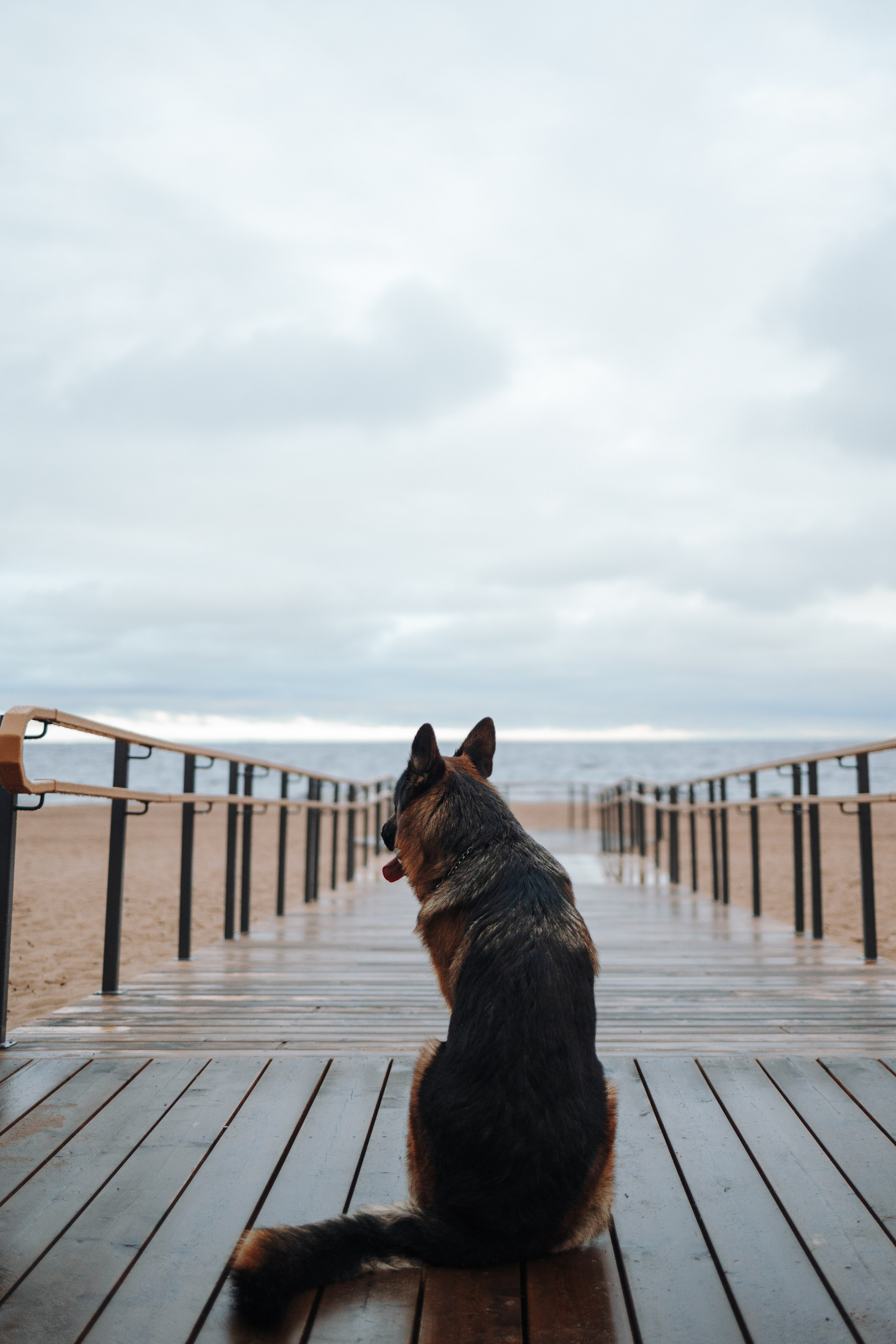 Катя и Агат. Фотограф — Анималист | Санкт-Петербург