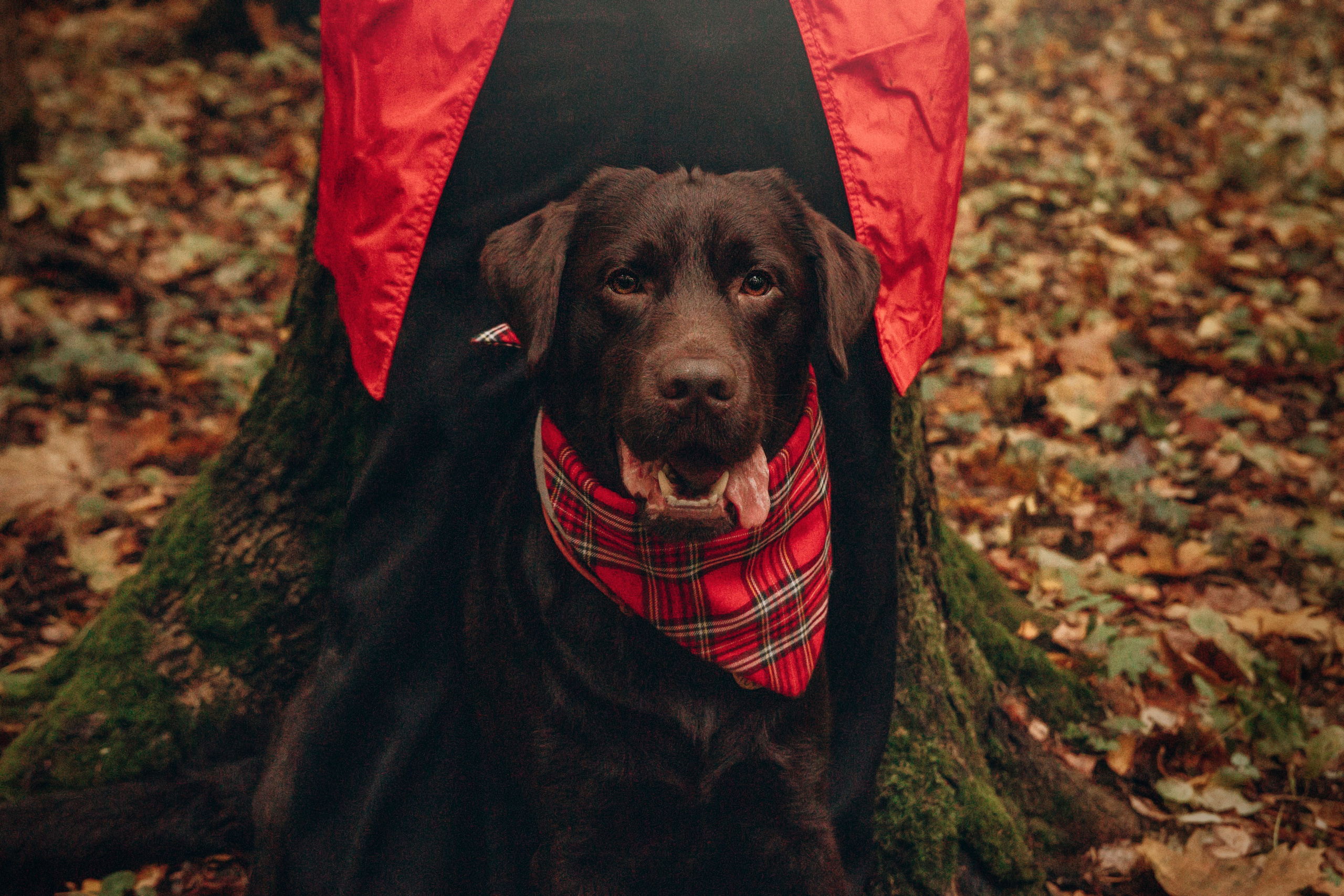 Арина и Сэмми. Фотограф — Анималист | Санкт-Петербург