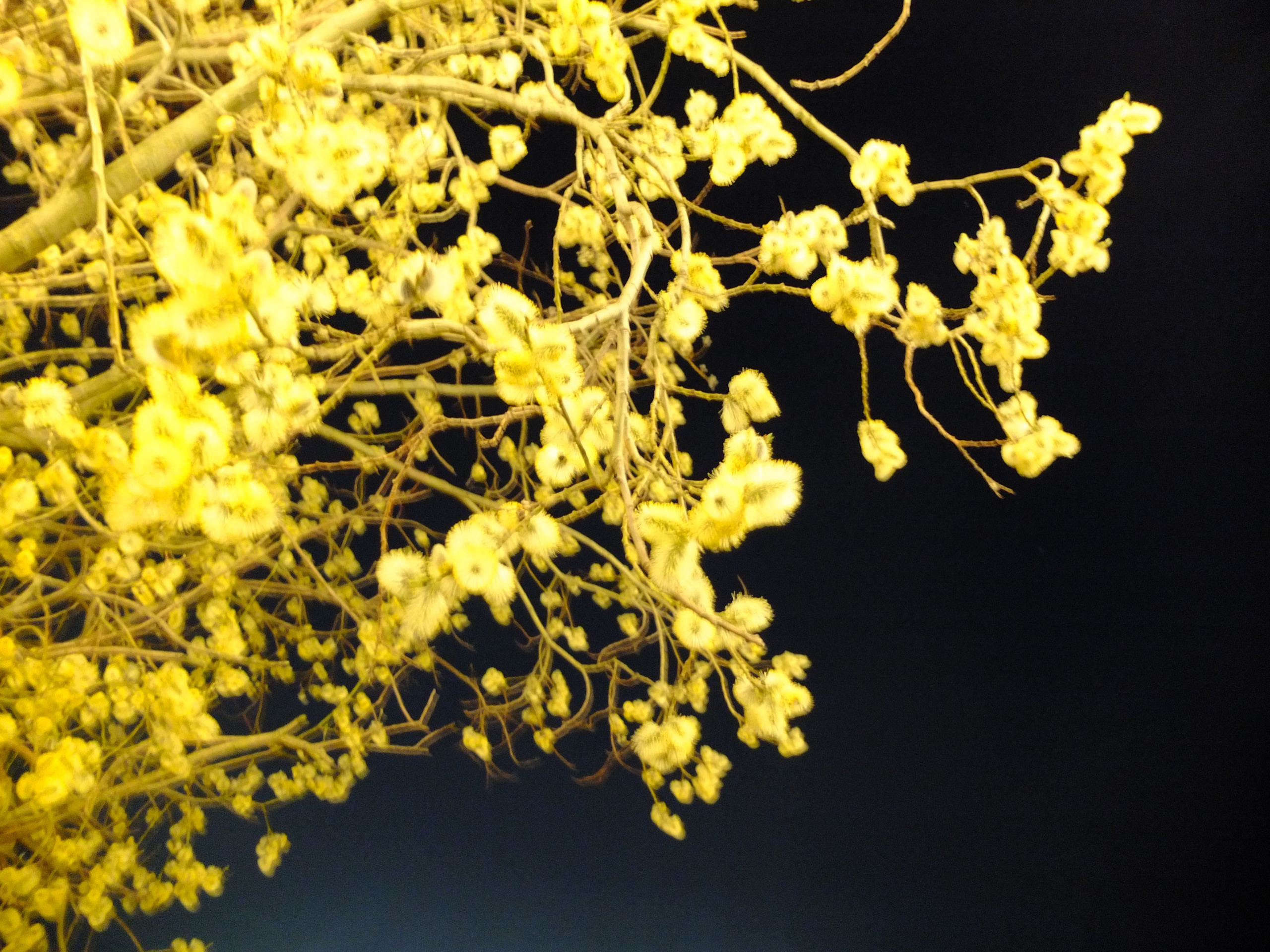 Шмитов Егор