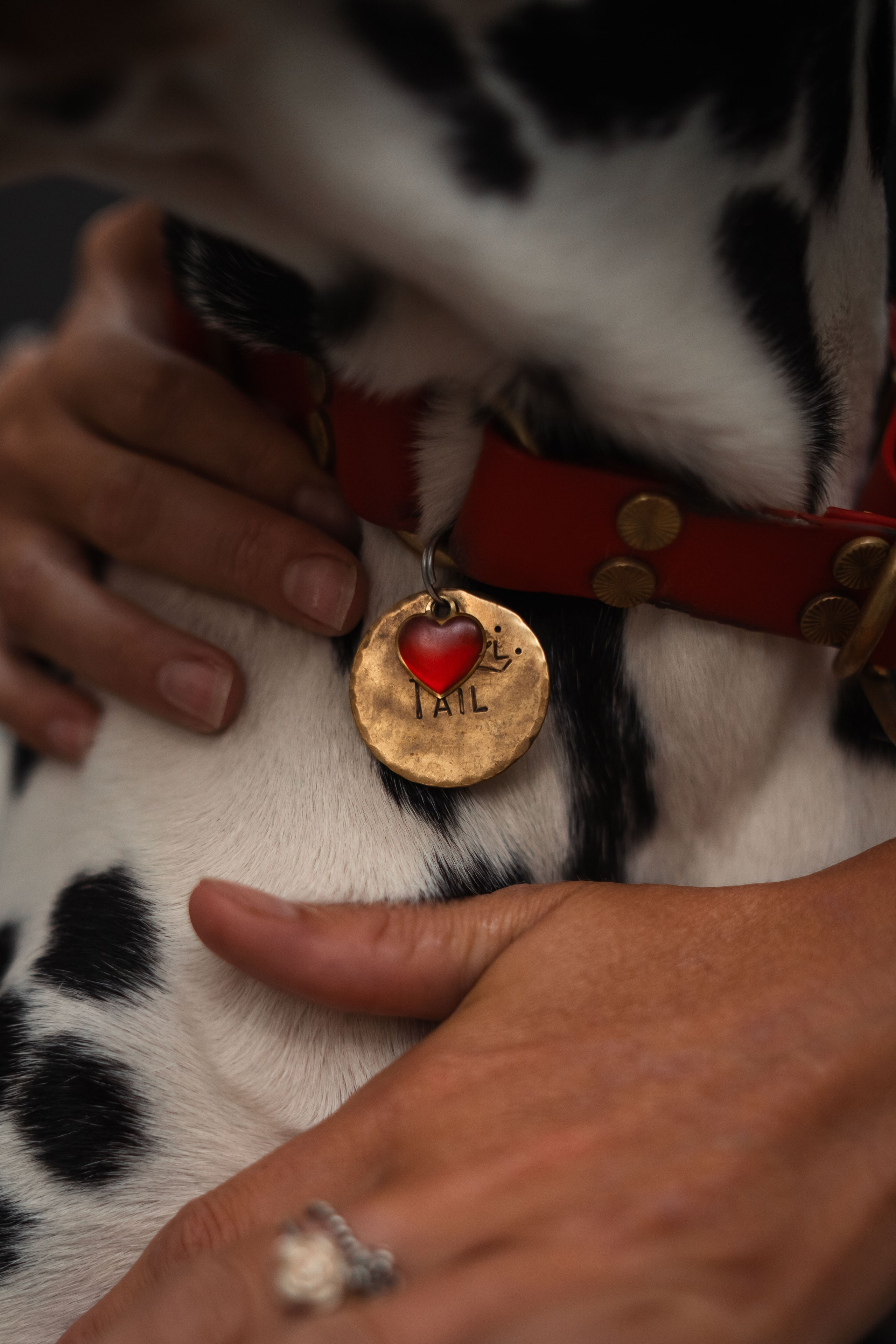 1 Далматин. Фотограф анималист