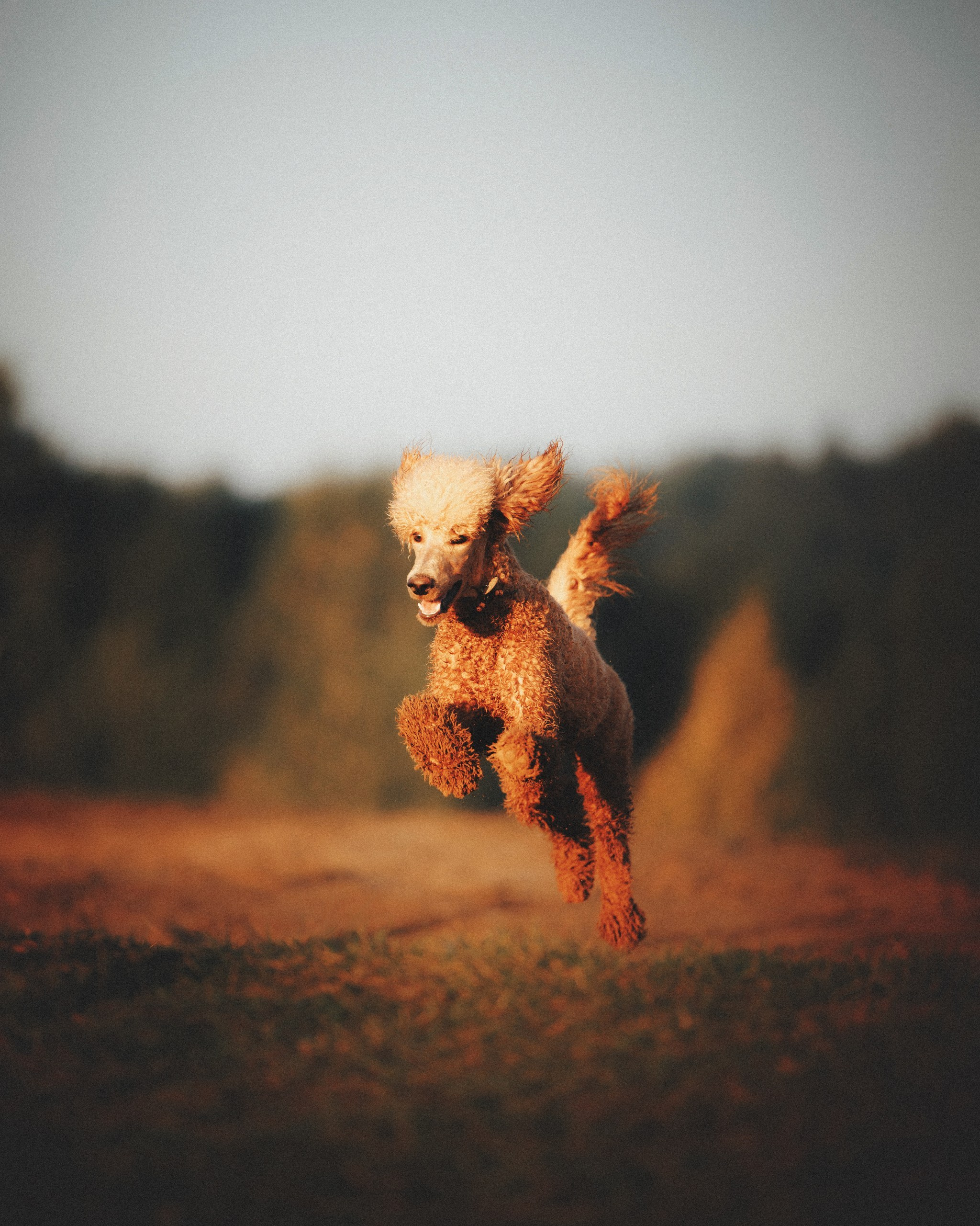 Юля, Кир и Цера. Фотограф анималист Осипчикова Мария