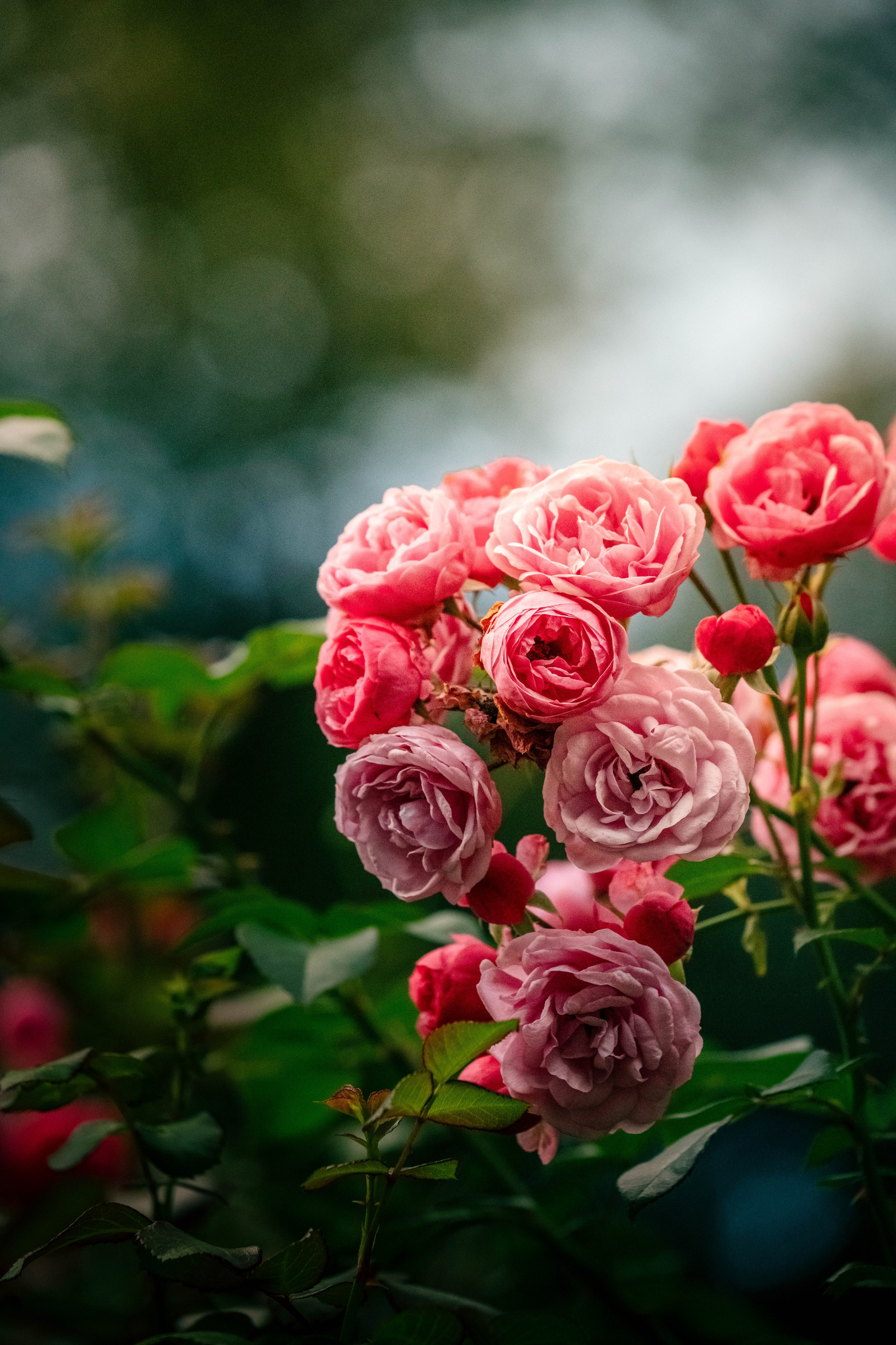 Фотограф/Видеограф