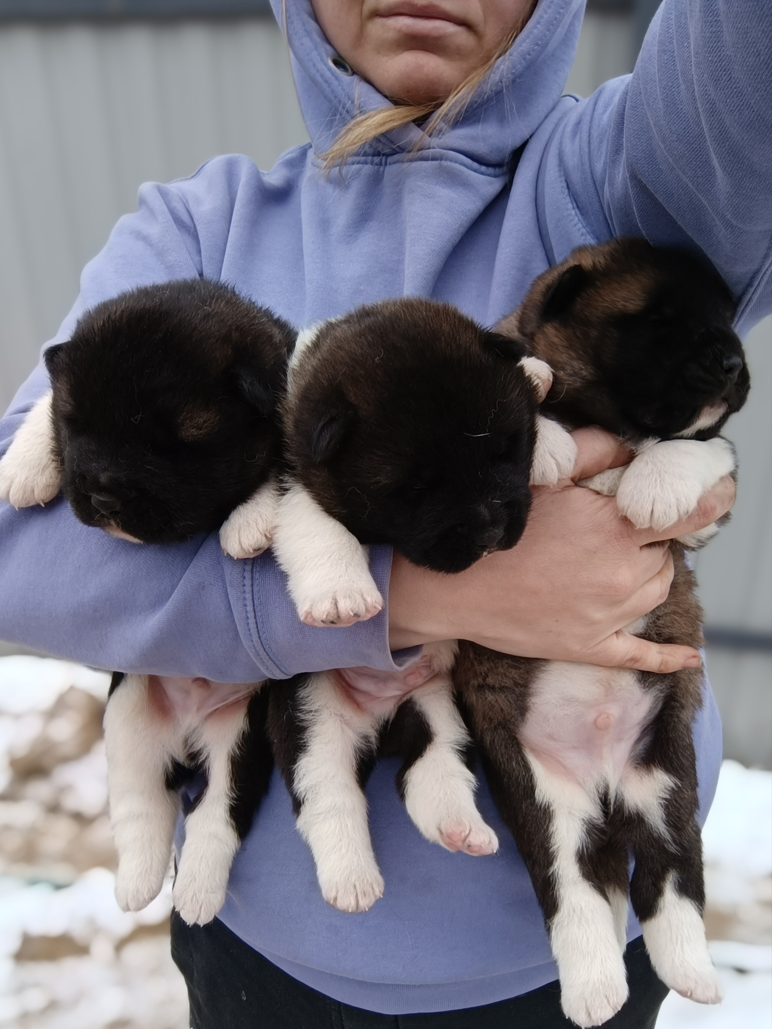 Американская акита  щенки питомник Санкт-Петербург клубные щенки Американская акита питомник RUBYLIGHT Рубилайт купить щенка американской акиты