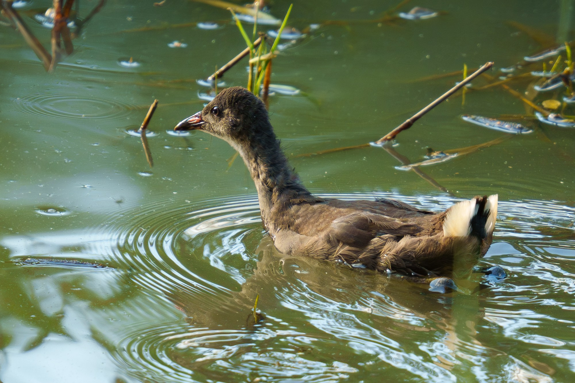 Удивительные мир птиц. Вокруг нас столько прекрасного — присмотритесь!. Ваш личный фотограф Марина Волкова