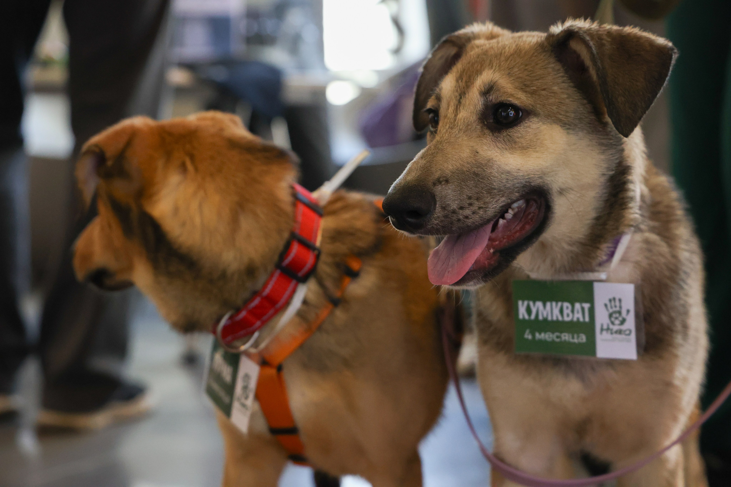 ECO FEST. Фотограф Вадим Бодылев