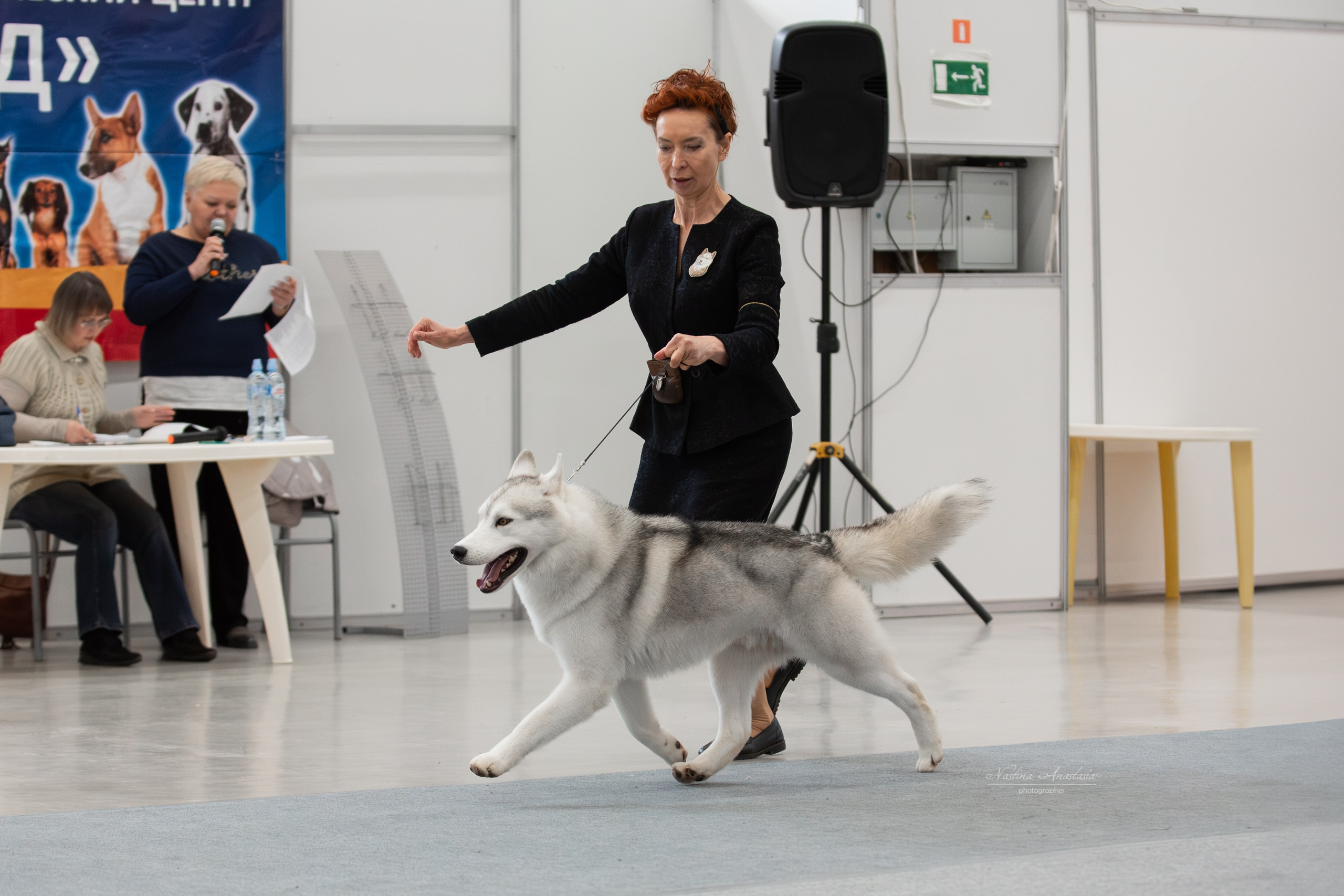 Выставки. Фотограф — Анималист