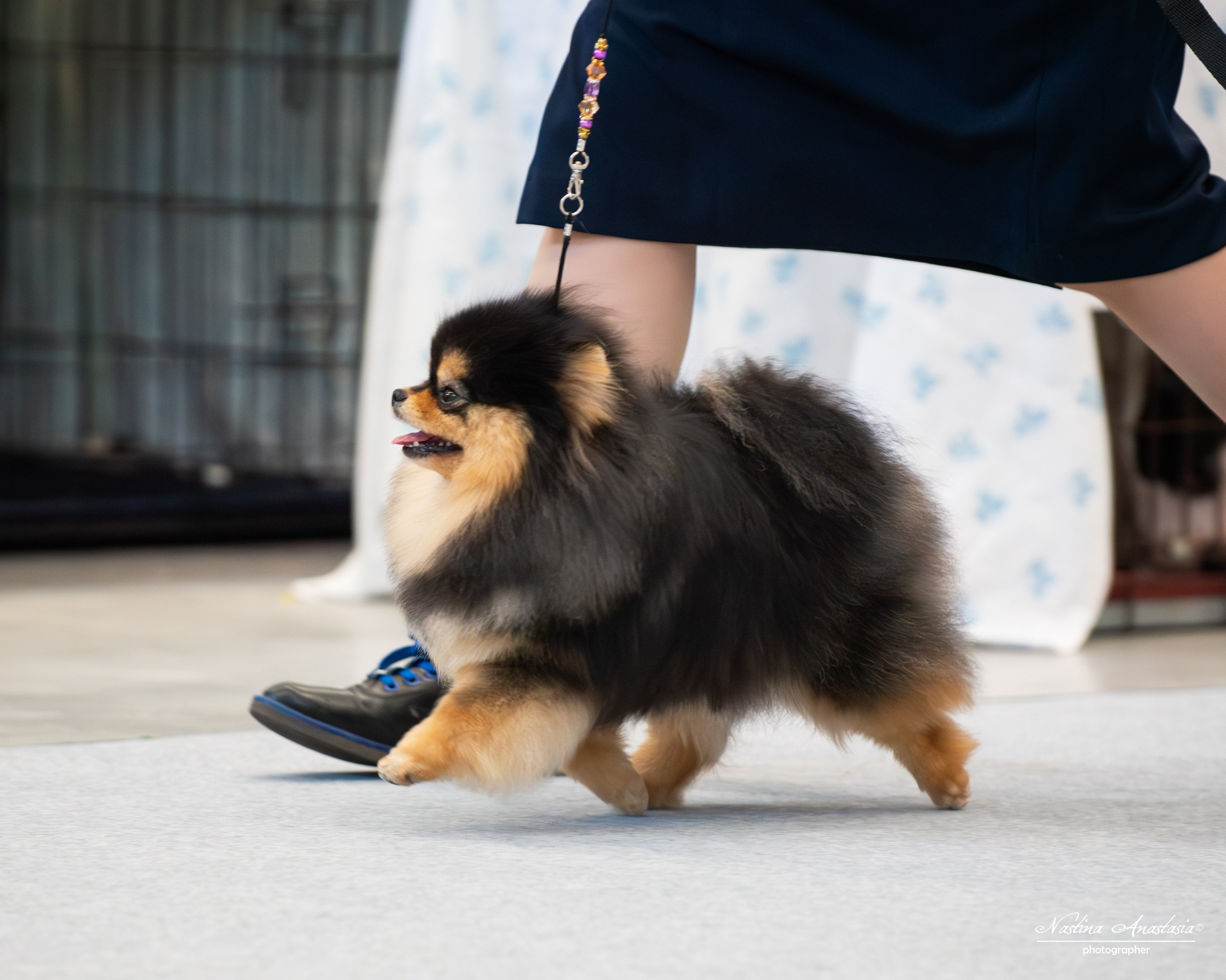 Выставки. Фотограф — Анималист