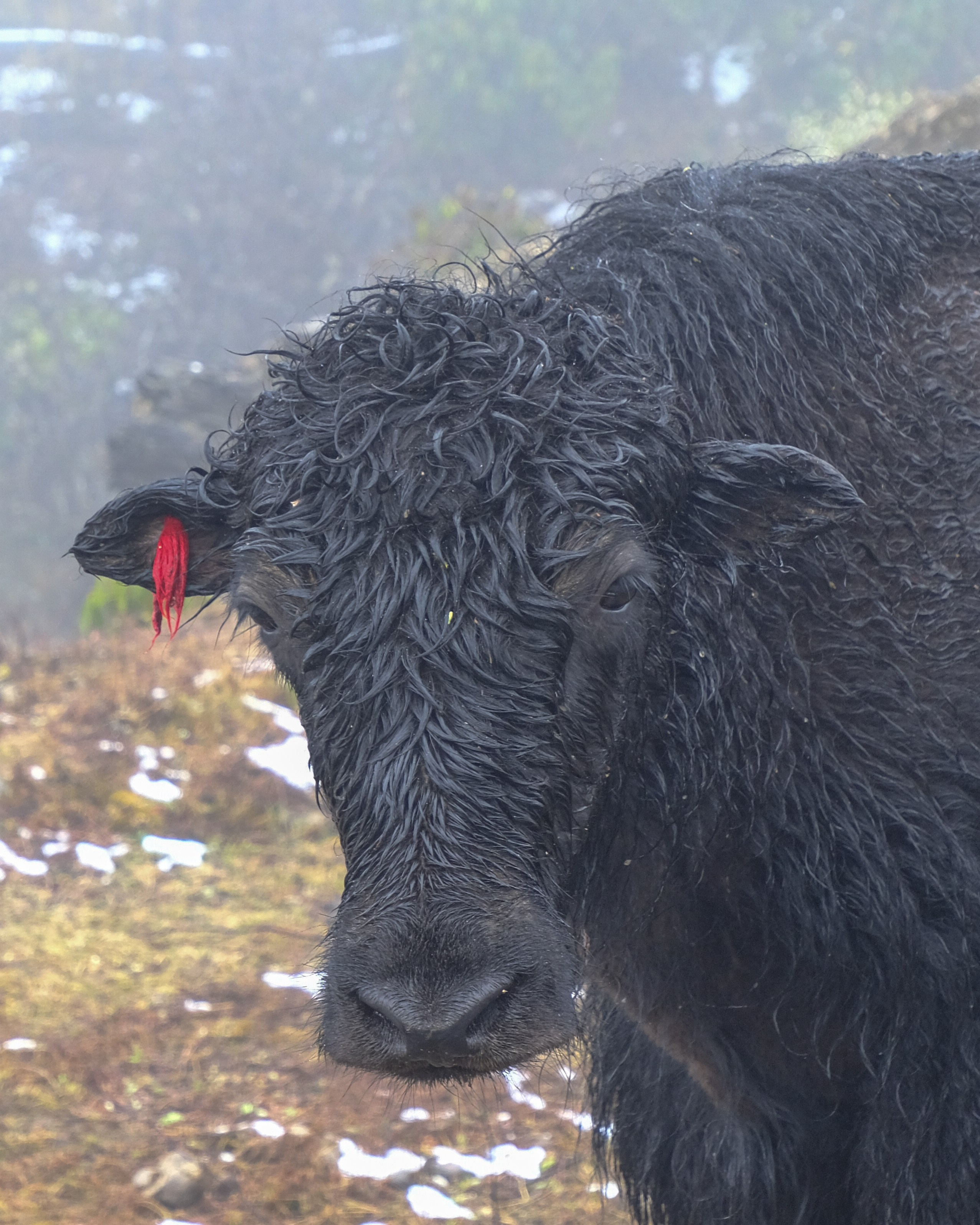 Индия Яки. Фотографии из путешествий