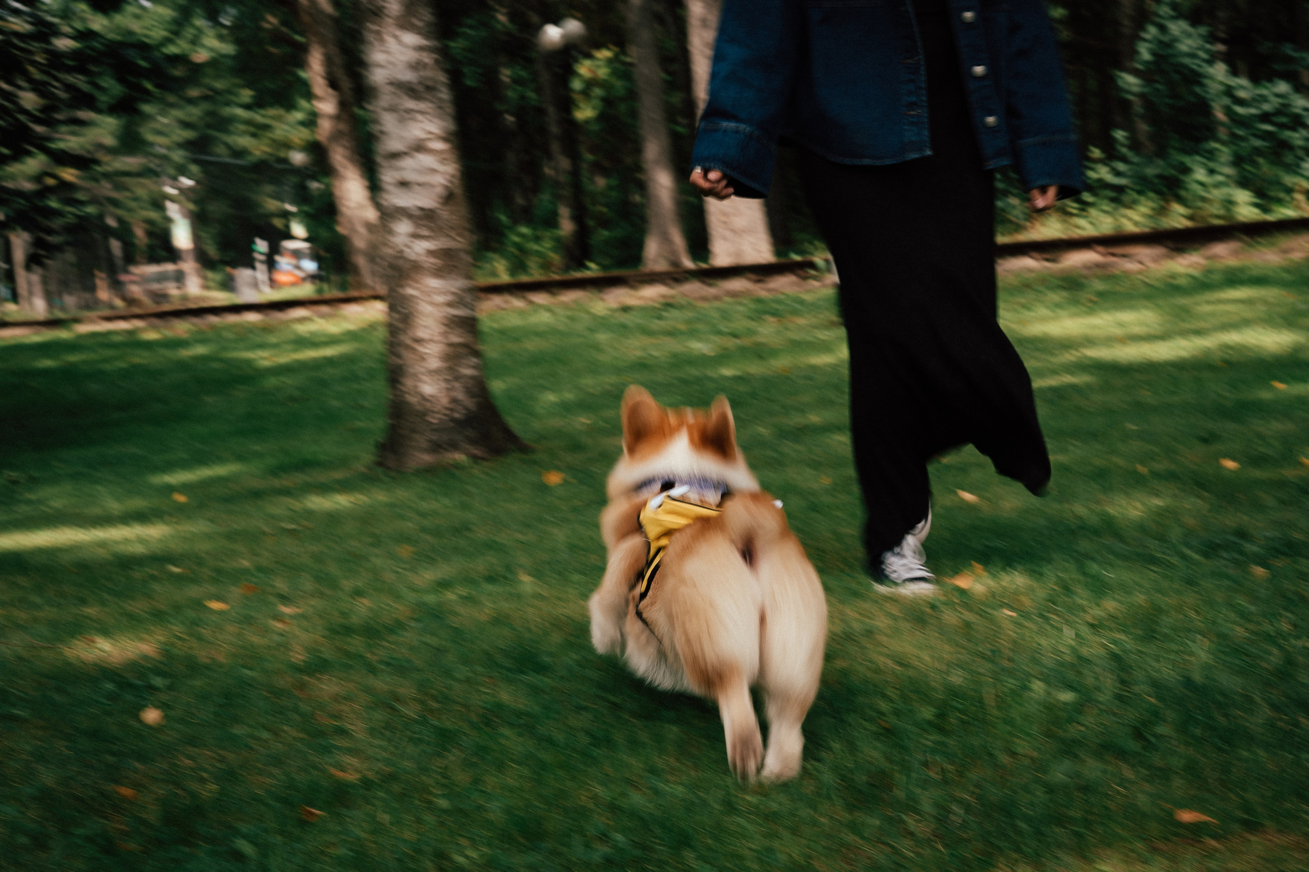 Фотосессия с собакой сахалин. Фотограф сахалин