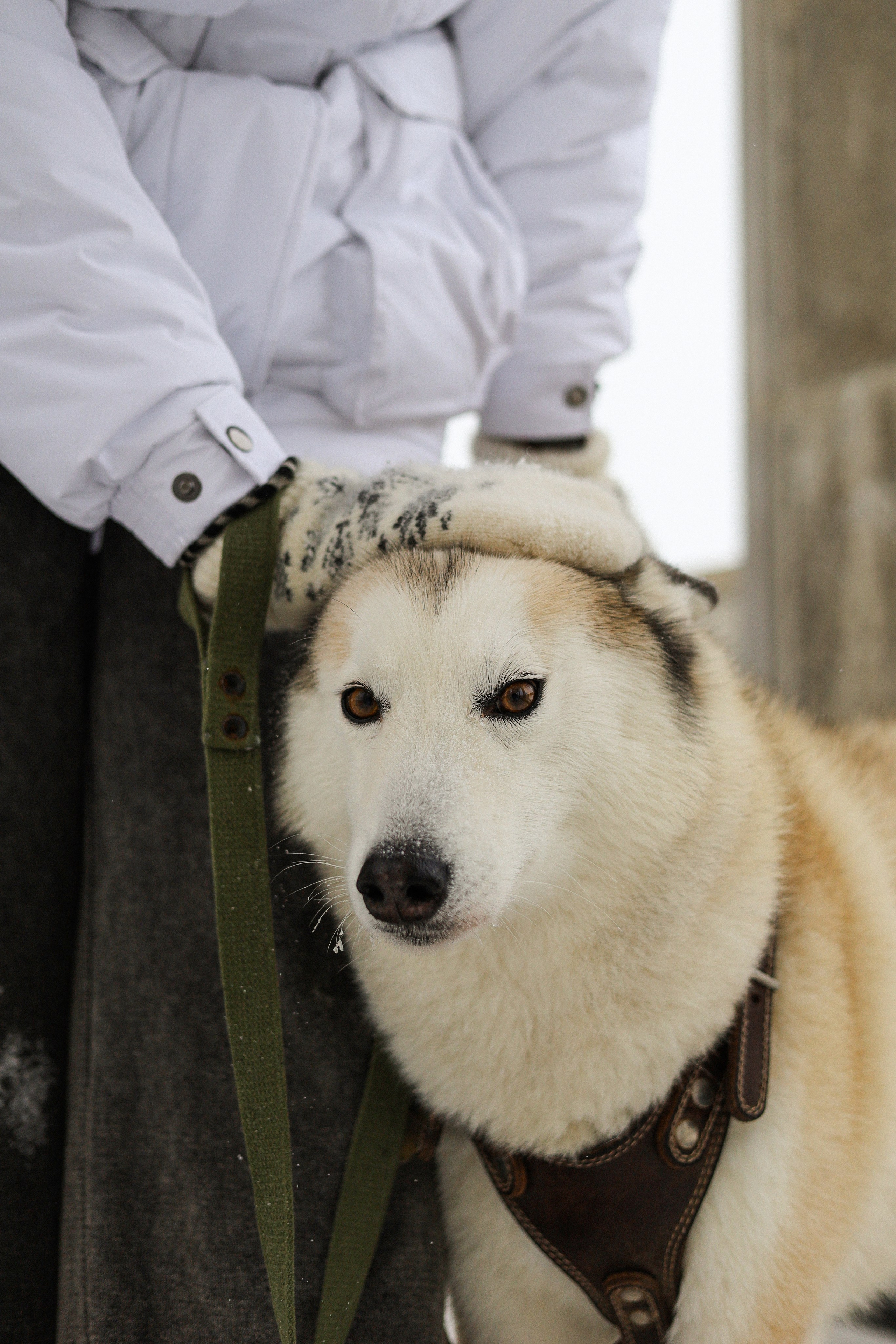 Мила, Лиза и Матвей. Фотограф-анималист Ксения Шевцова|Москва