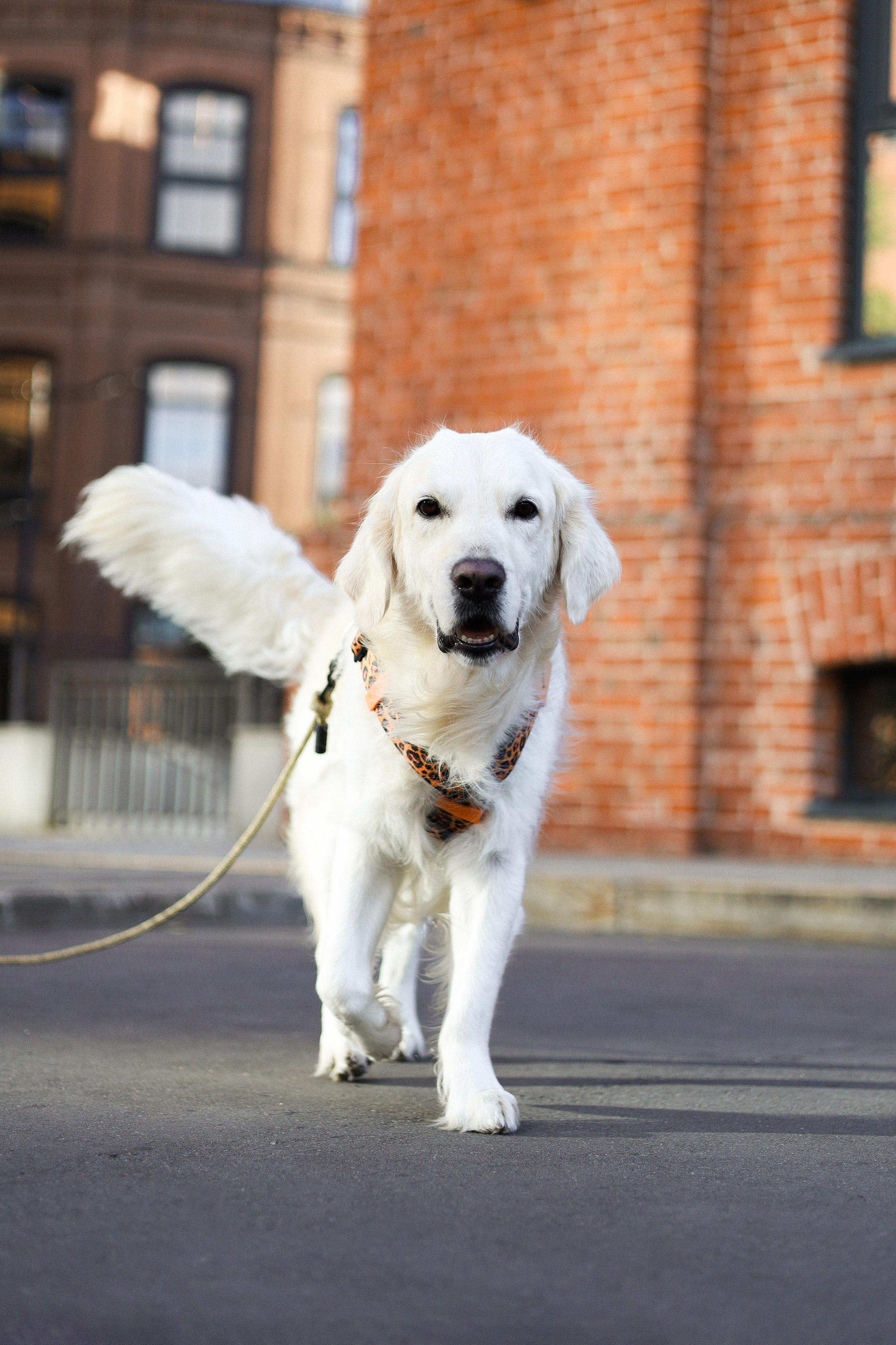Зиз и Юля. Часть 3. Фотограф-анималист Ксения Шевцова|Москва