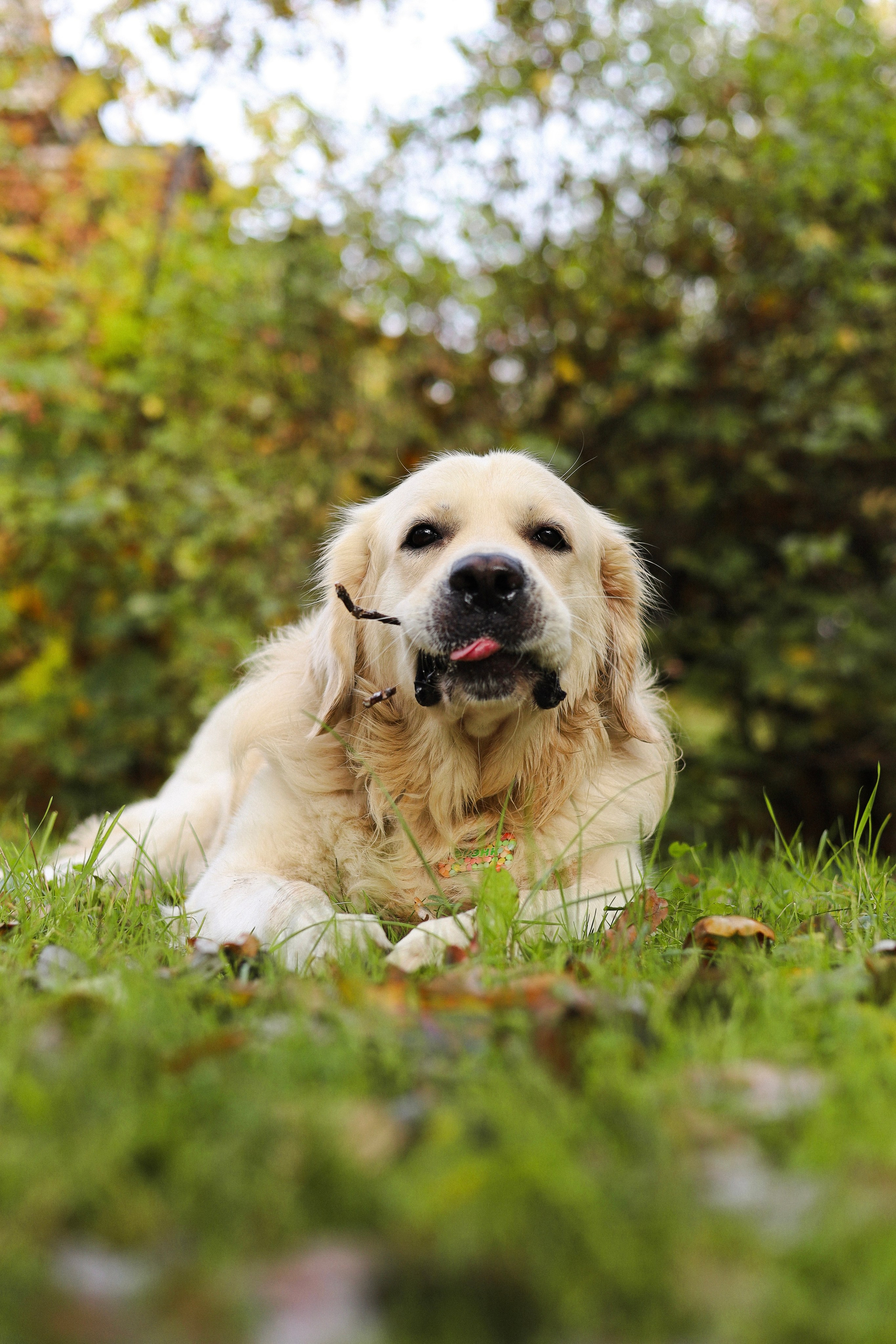 Фрэнк, Даша и Максим. Фотограф-анималист Ксения Шевцова|Москва