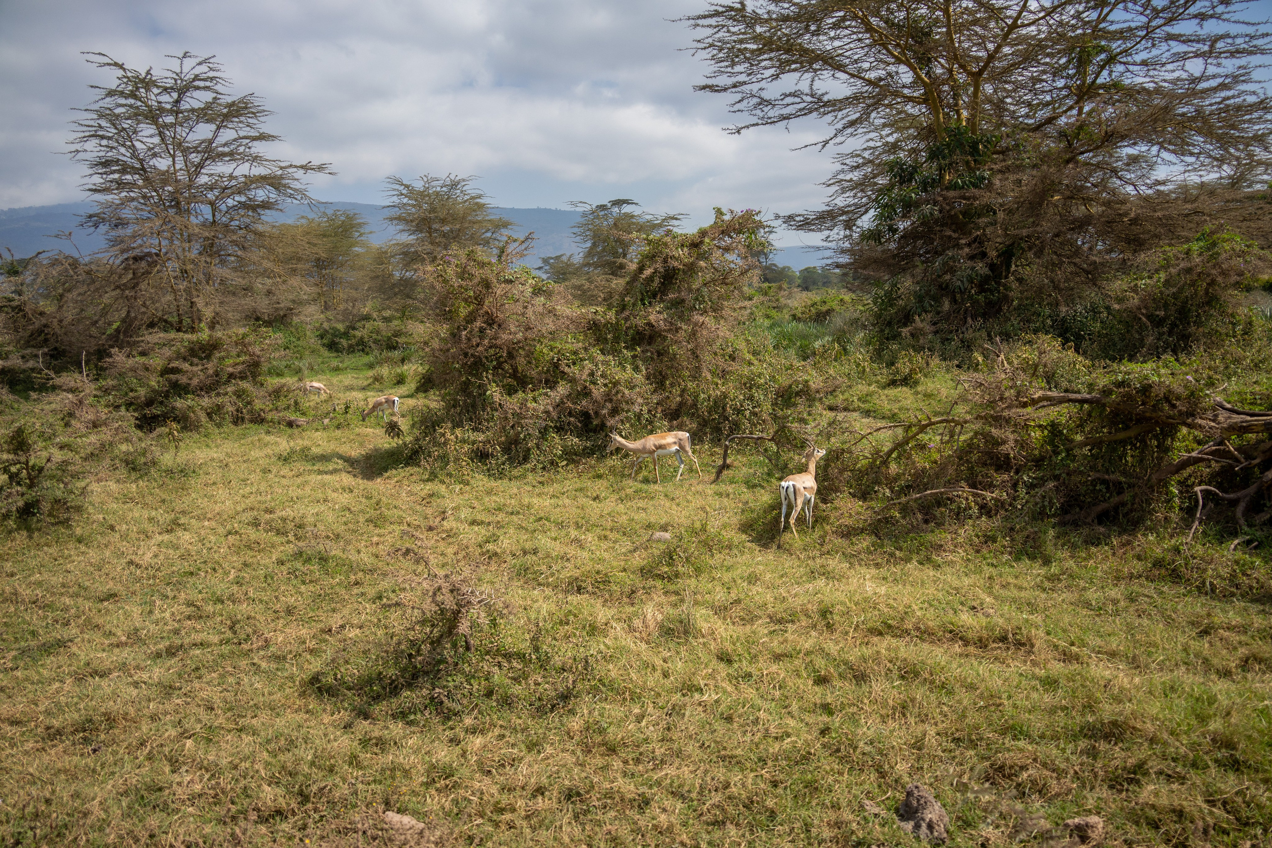 Танзания, сафари, 2025. Творческие сьемки