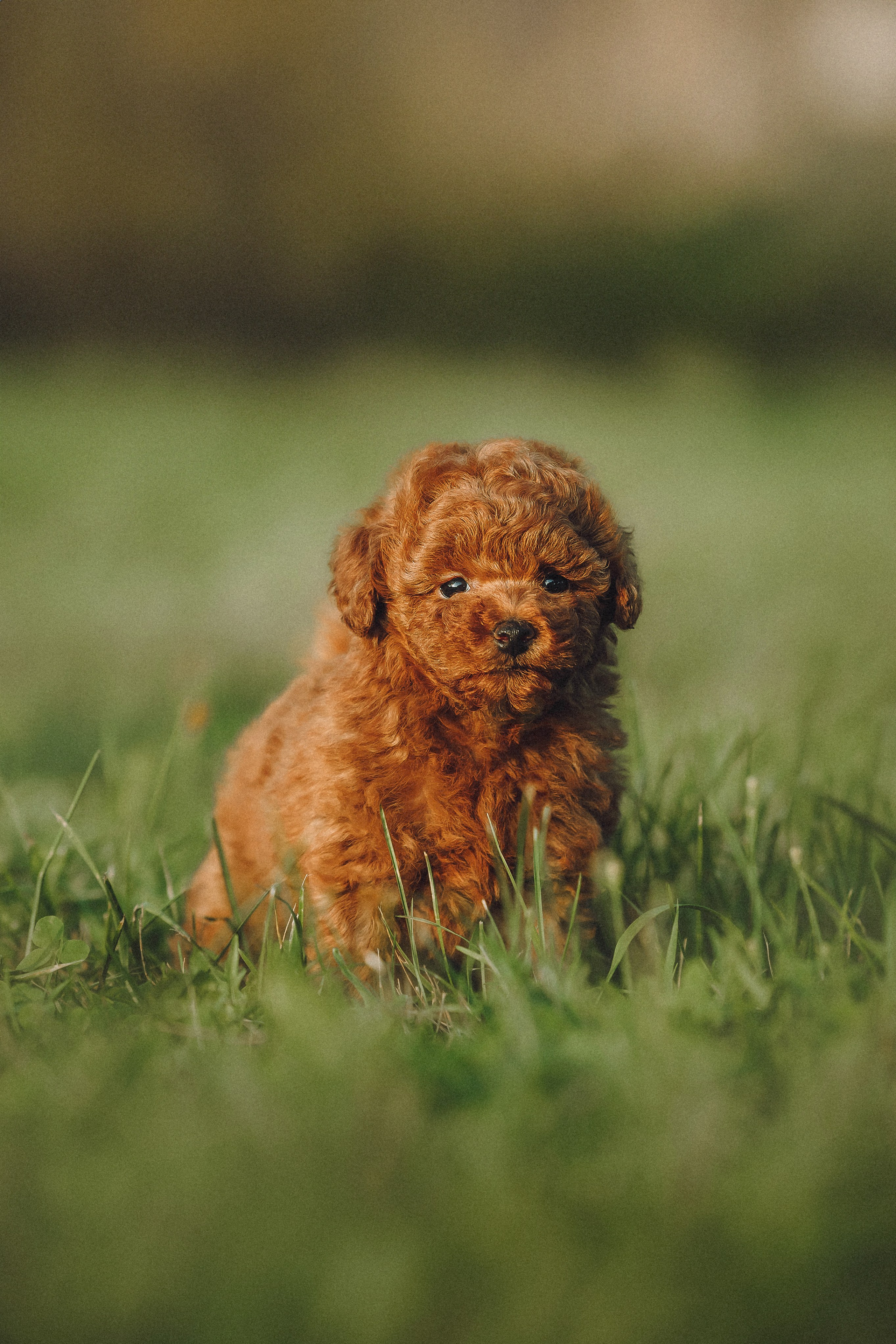 Гречка, Кари и щенки
