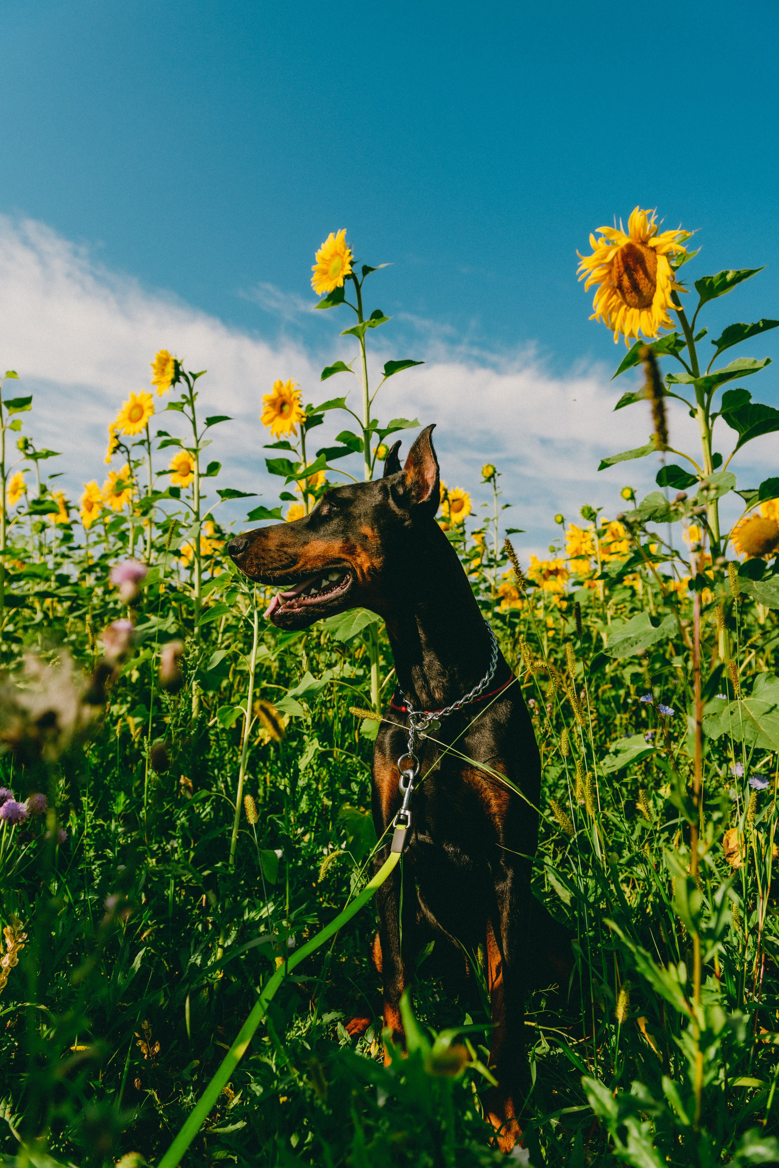 Pets. Фотограф в Москве Daria Lens