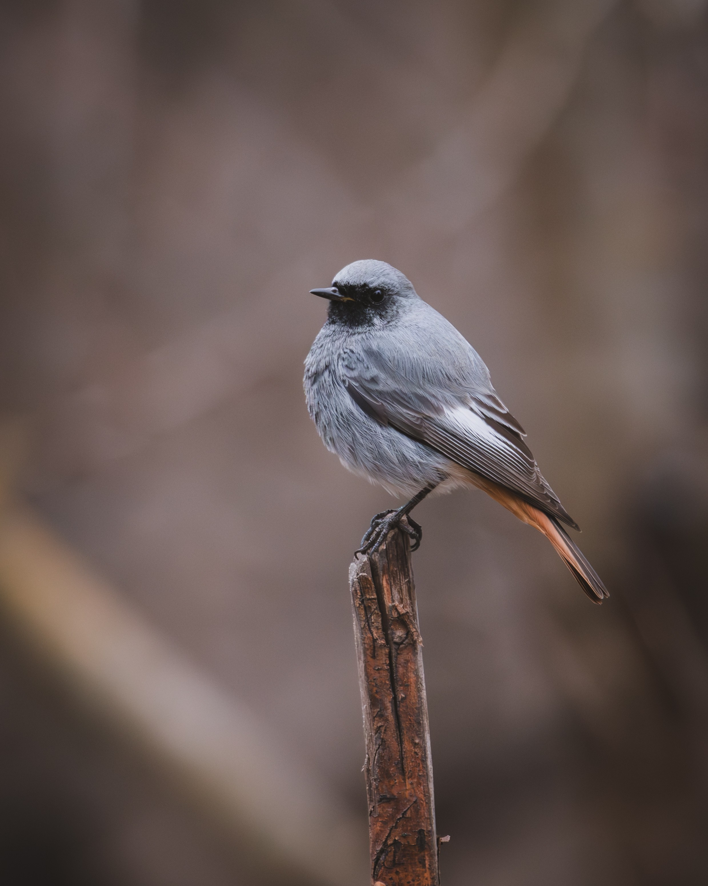 Lipetsk 2025. Anton Chernov | Wildlife photographer
