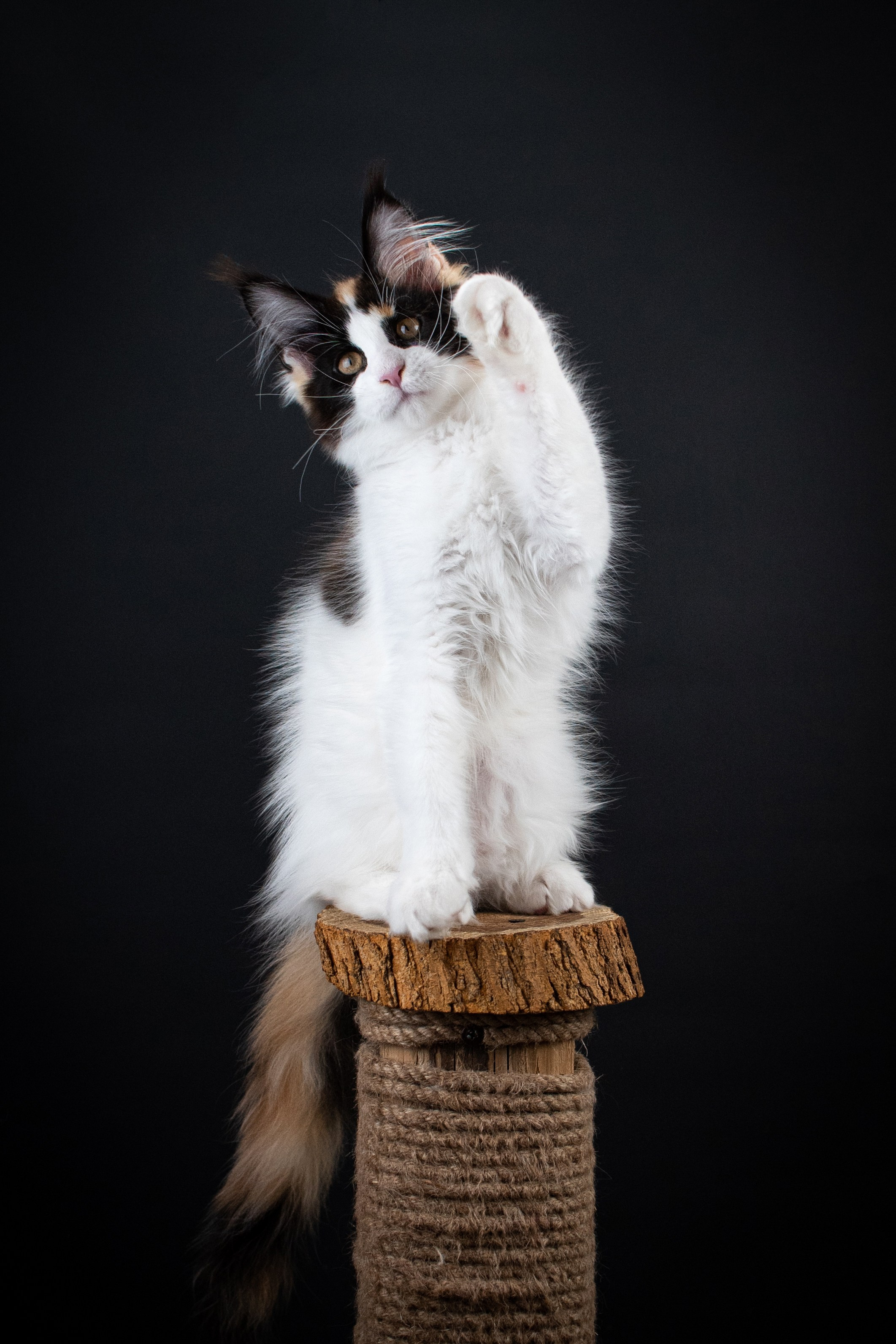 Съемка кошек. Фотограф анималист в Ростове I Гончарова Анна