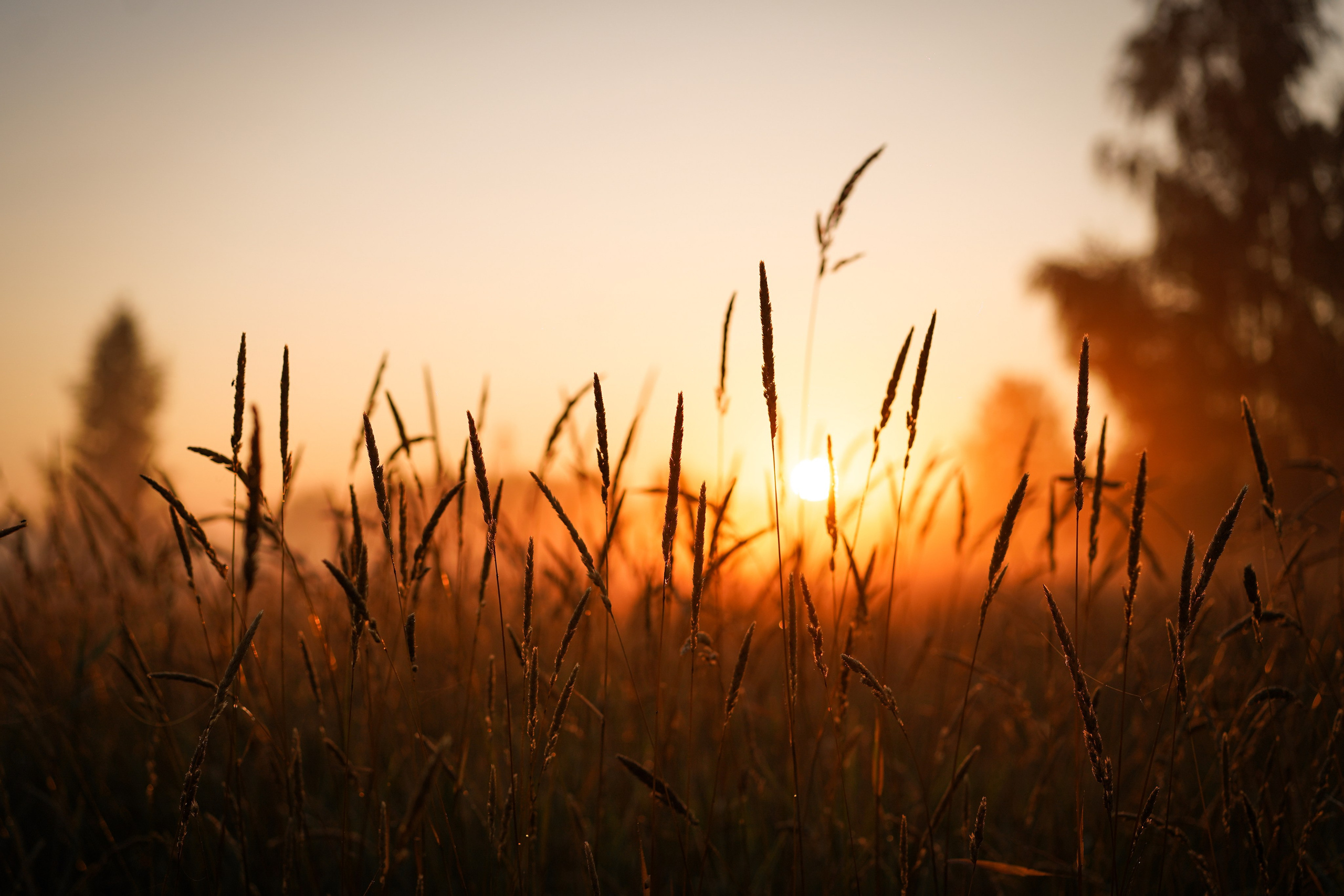 Алина и Лето. Фотограф-анималист в Санкт-Петербурге Яна Мартынова