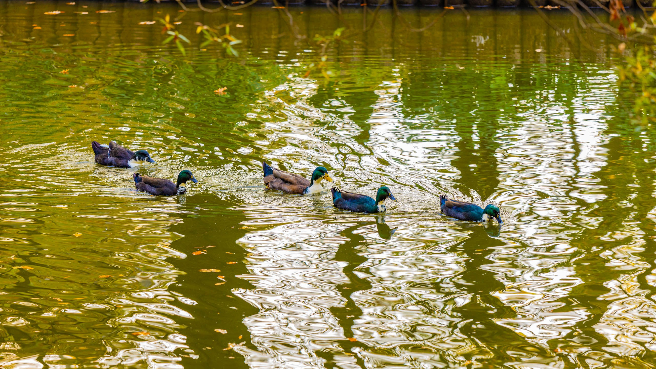 2023 09 Царицыно. Фотографии