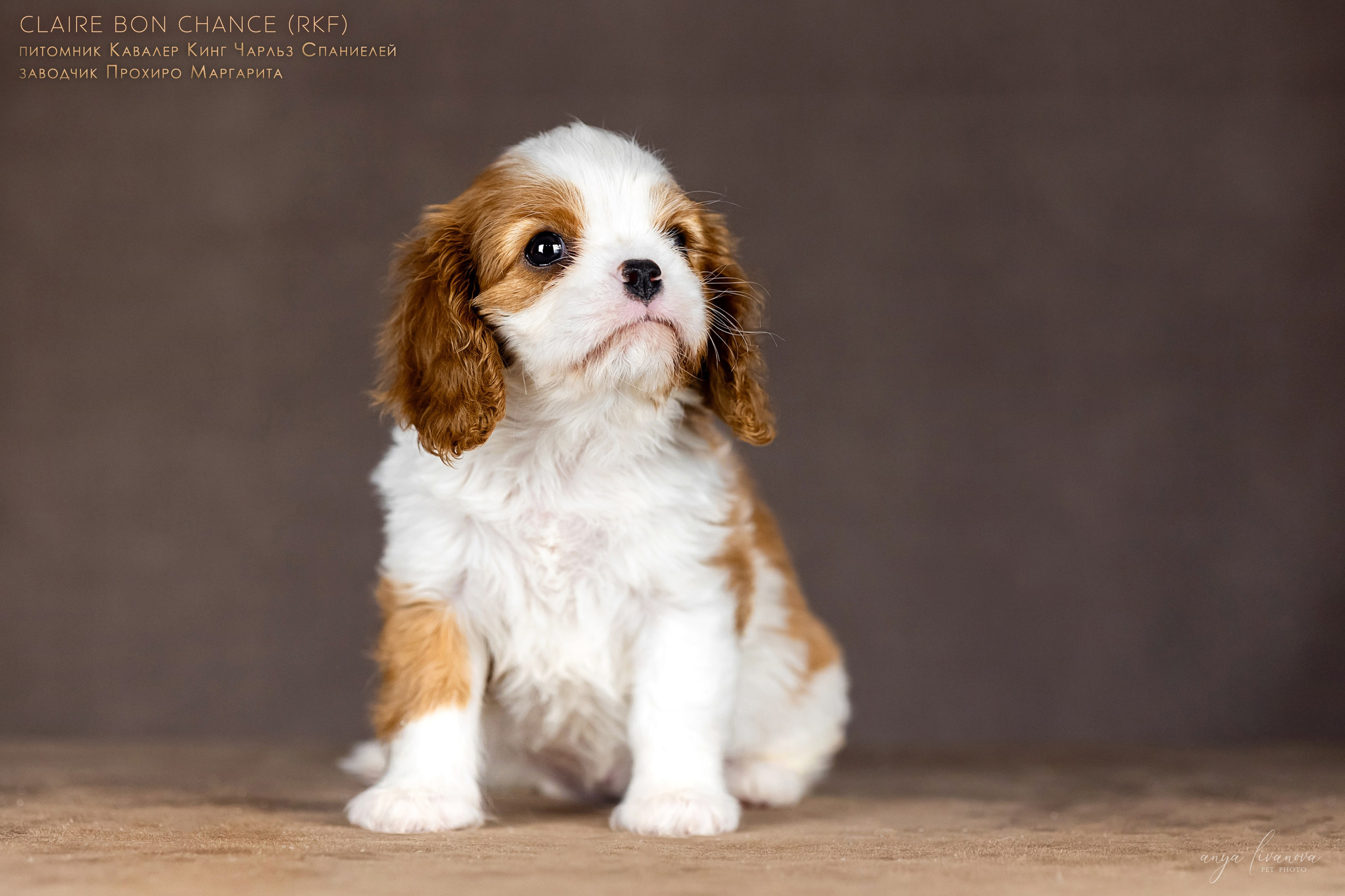 Кавалерчики. Фотограф анималист Аня Ливанова | Рыбинск