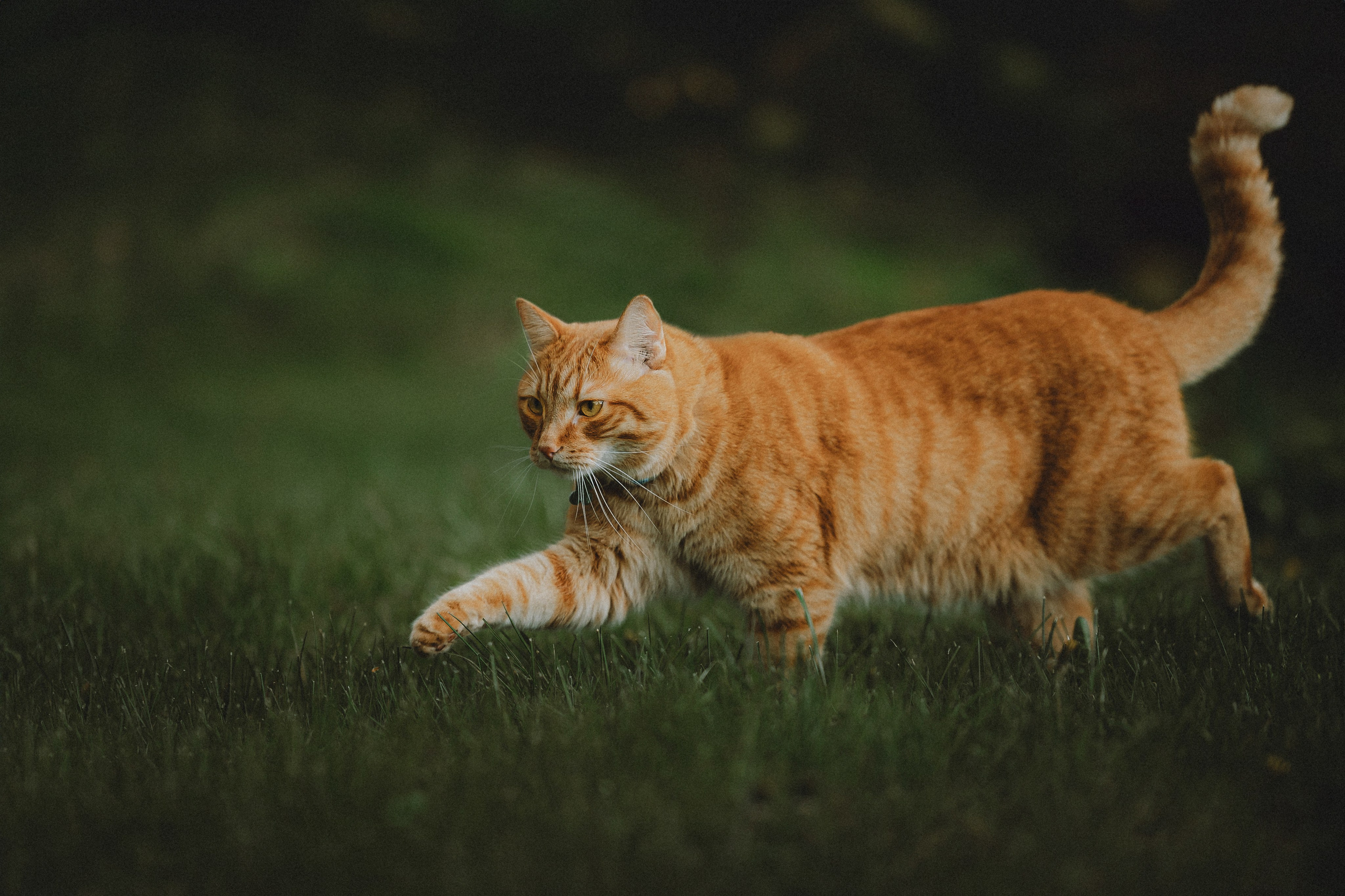 Леброн, Муся и Ира