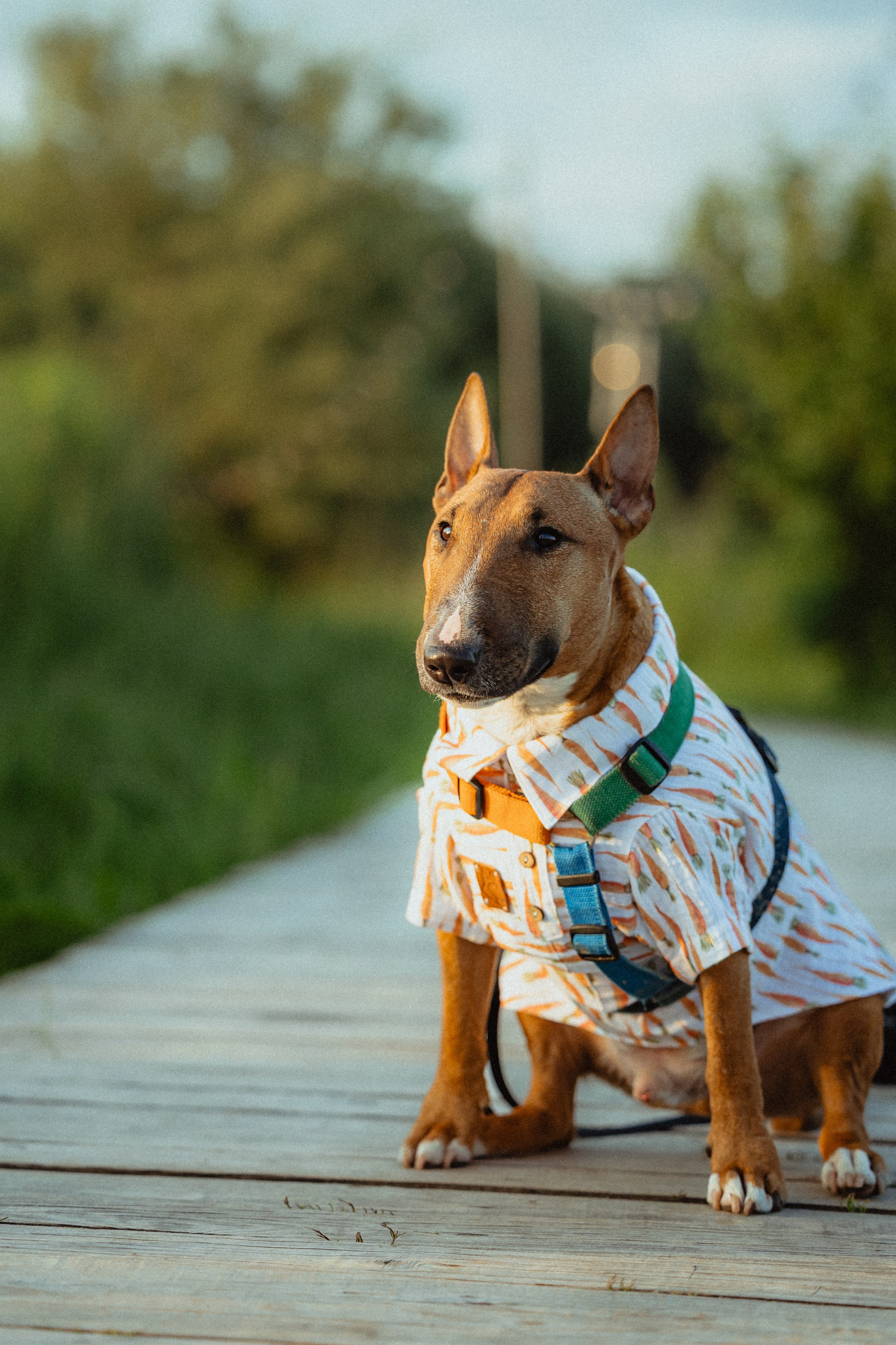 Выездной дог-тренинг от школы «Шерсть имею»