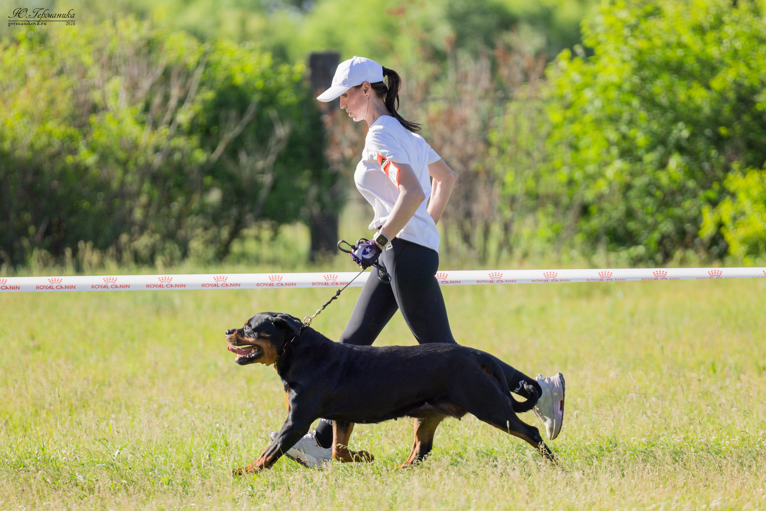 Воронеж моно ротвейлеров 25-26.05.2024. Фотограф-анималист Юлия Германика