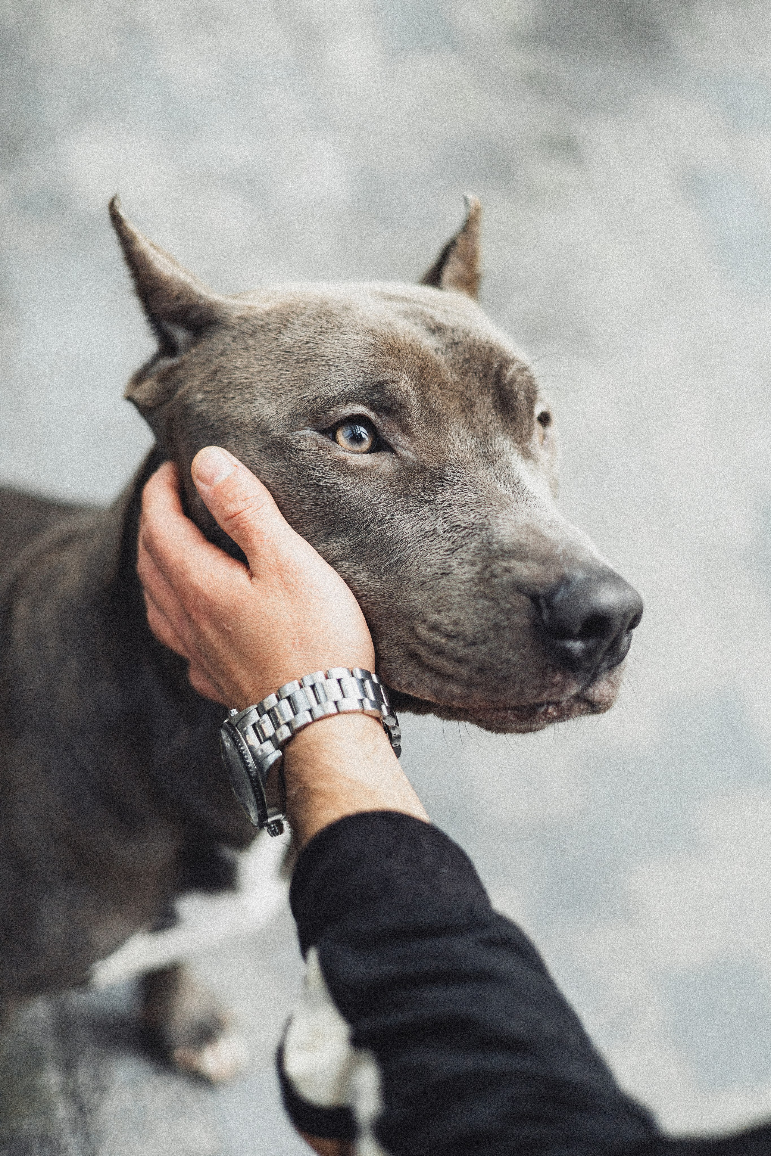 Фотопрогулки. Фотограф для людей и их питомцев Вика Шальнева