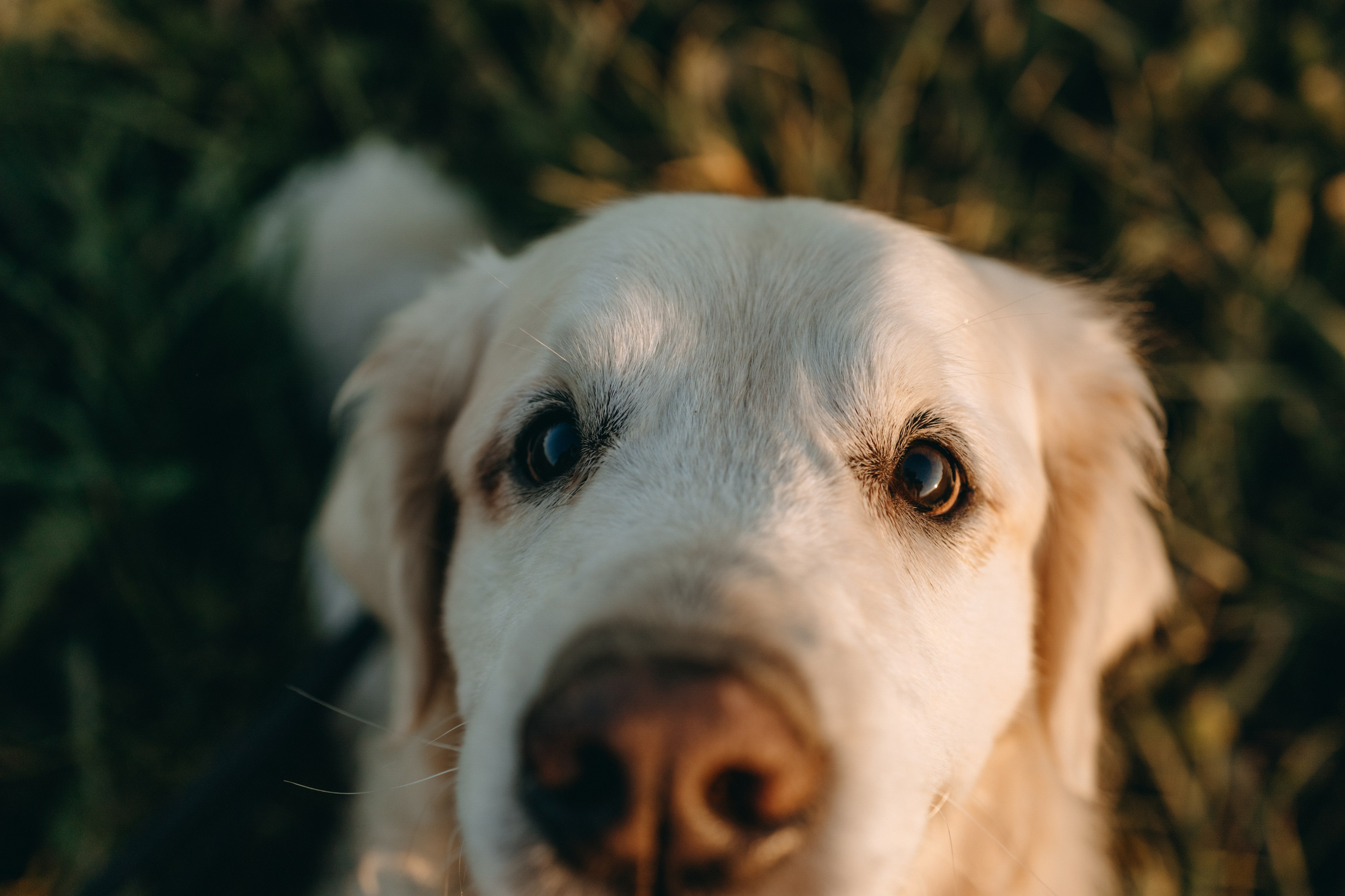 Лера и Скай. Фотограф — Анималист | Санкт-Петербург