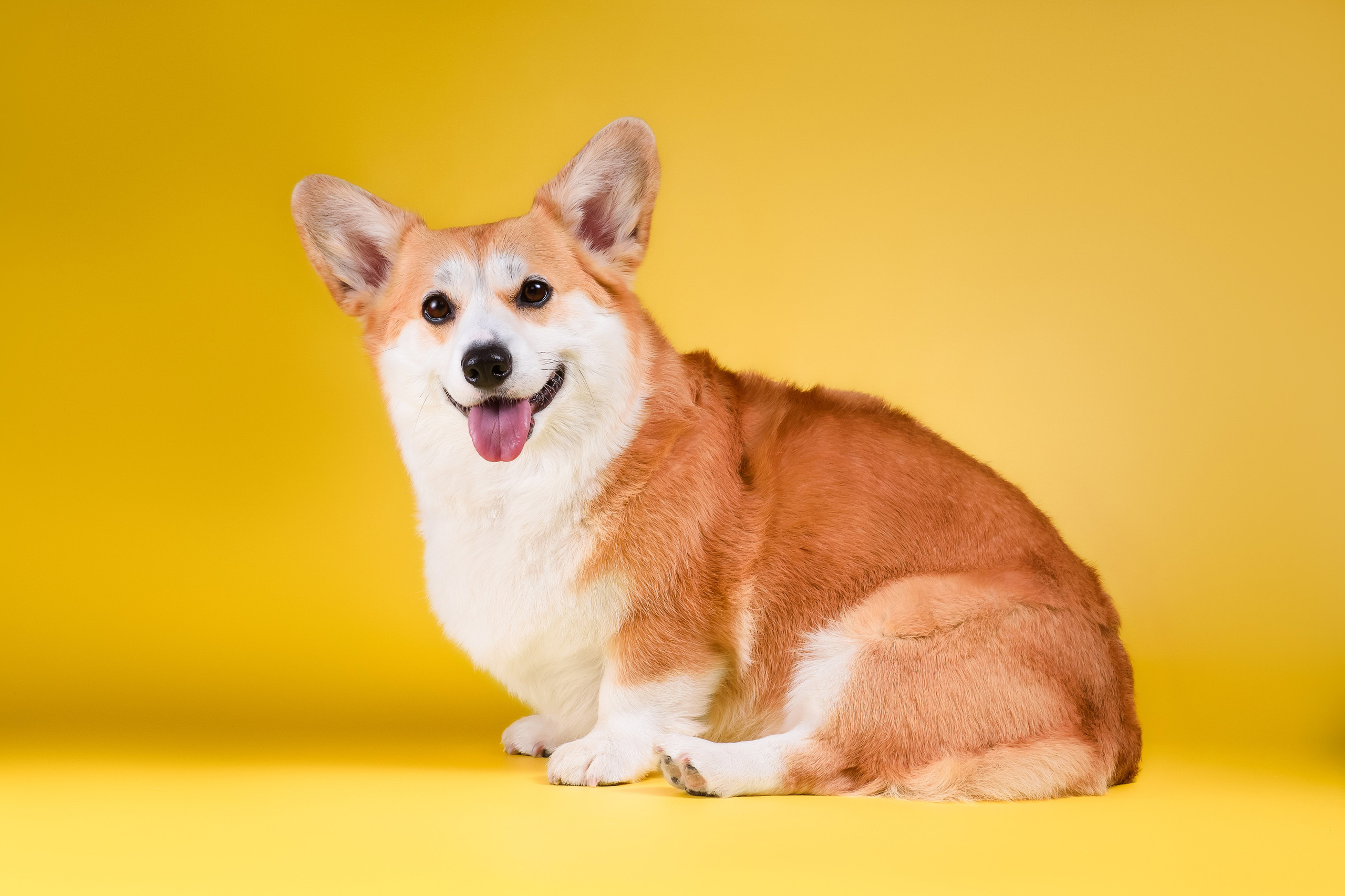 Лея на однотонном фоне. Фотограф — Анималист | Анна Абрамова