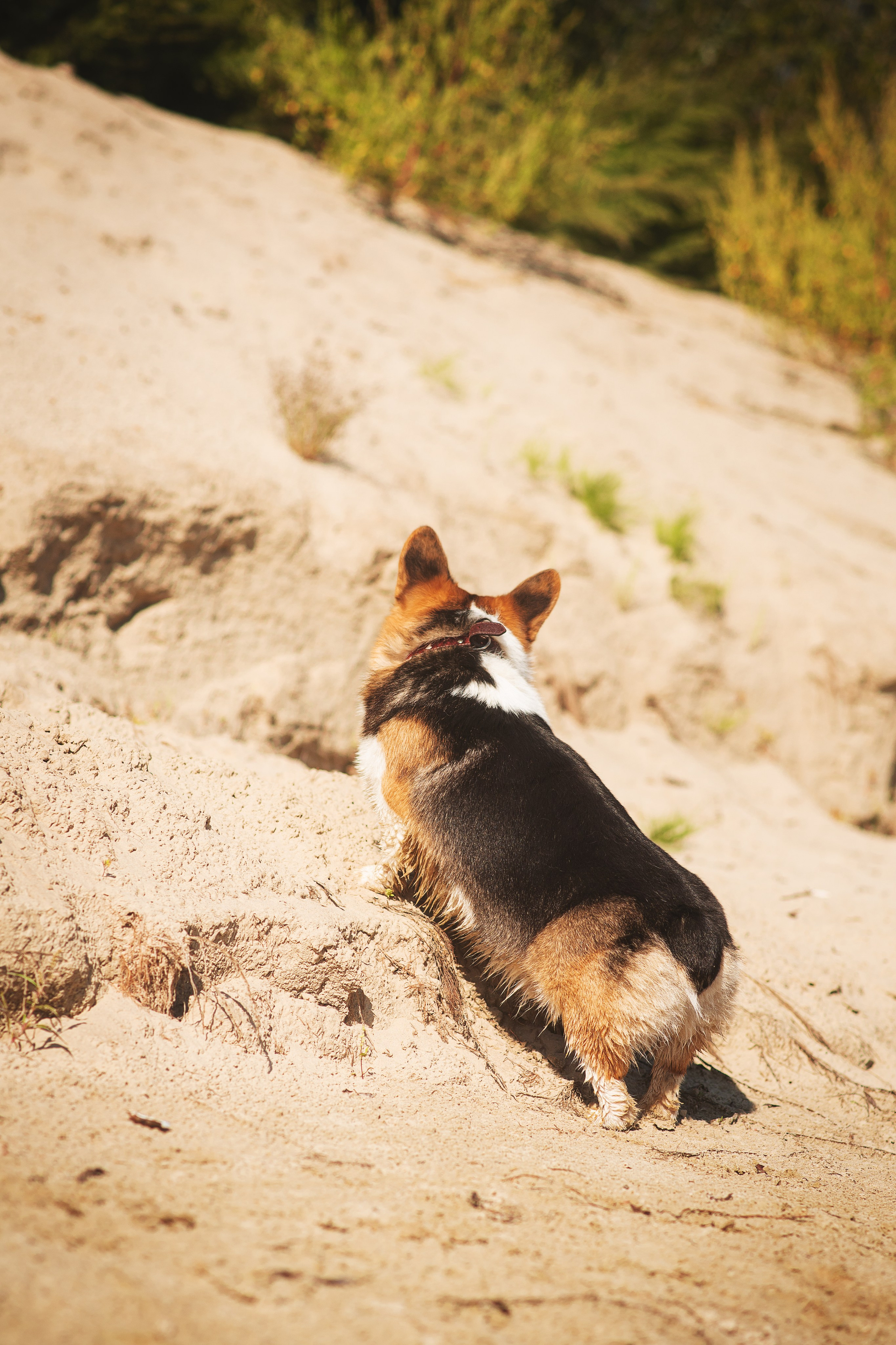 Майк и Лея — 29.08.2024. Фотограф — Анималист | Анна Абрамова