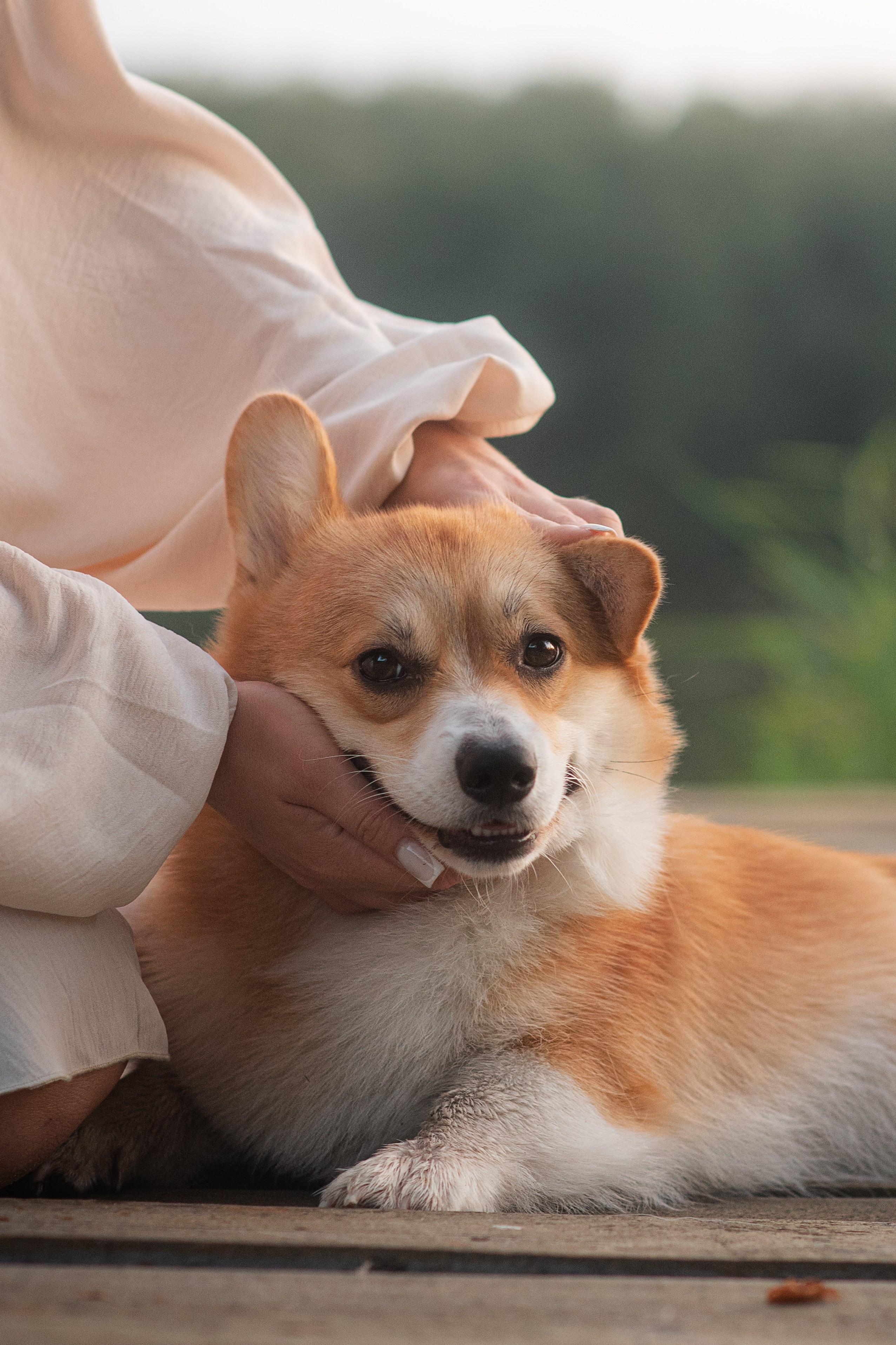 Саша, Оксана и Барни — 25.08.2024. Фотограф — Анималист | Анна Абрамова