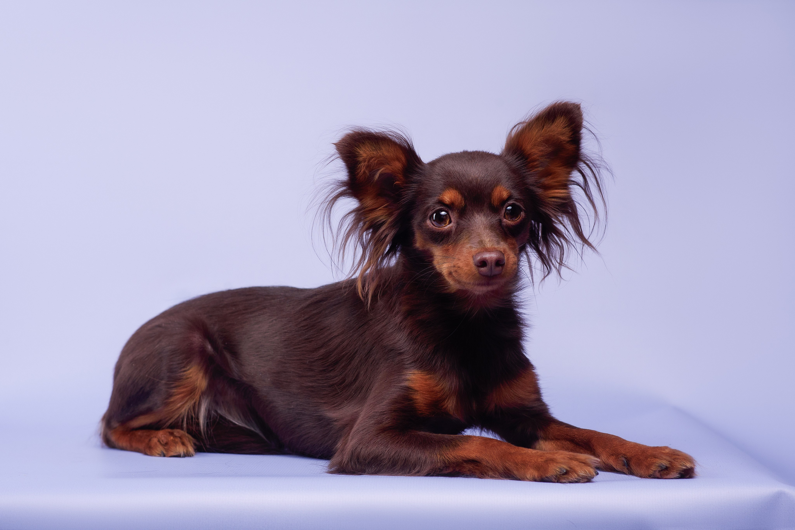 Пражские крысарики — 02.04.2025. Фотограф — Анималист | Анна Абрамова