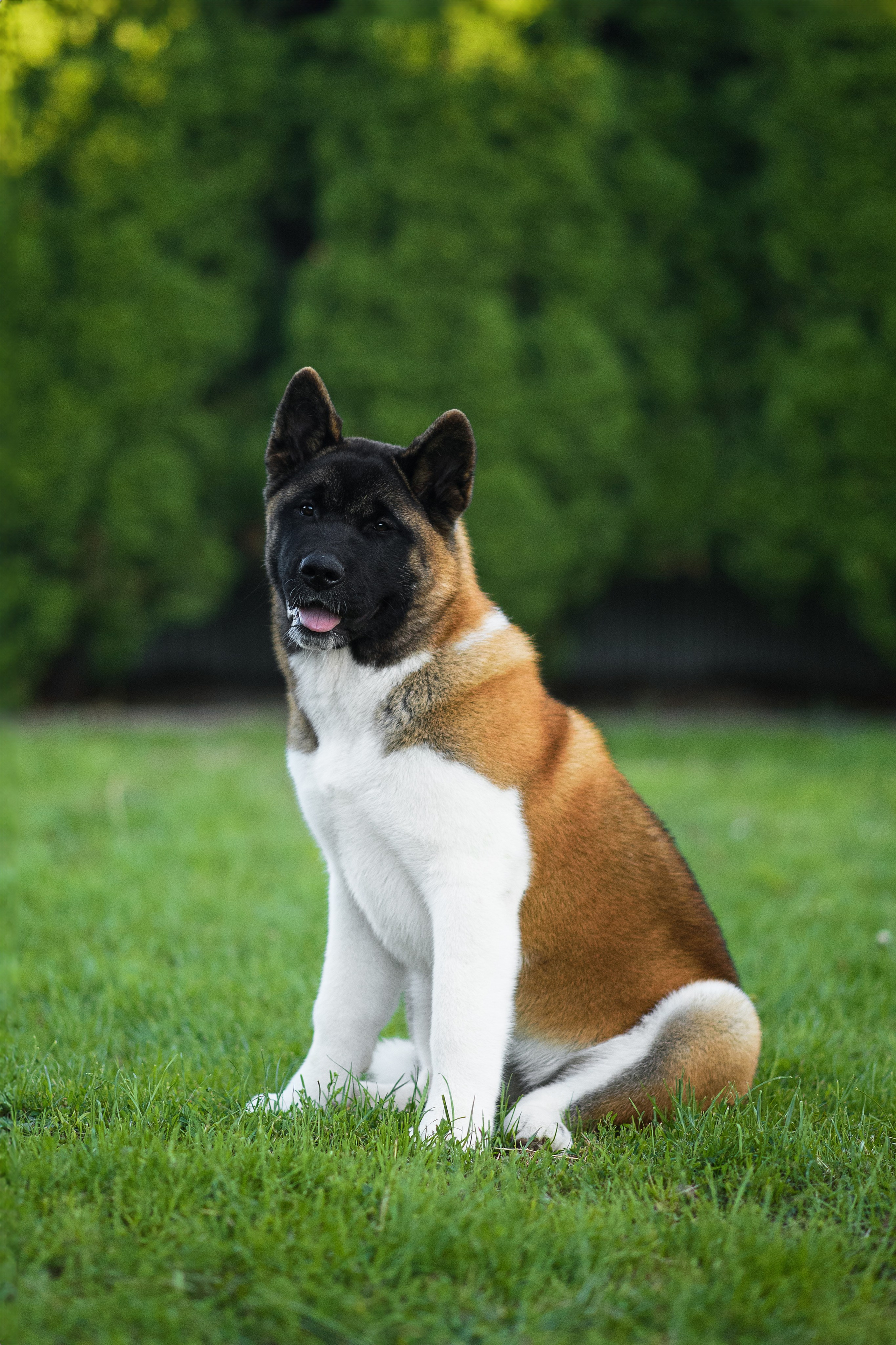 Луна — 21.06.2024. Фотограф — Анималист | Анна Абрамова