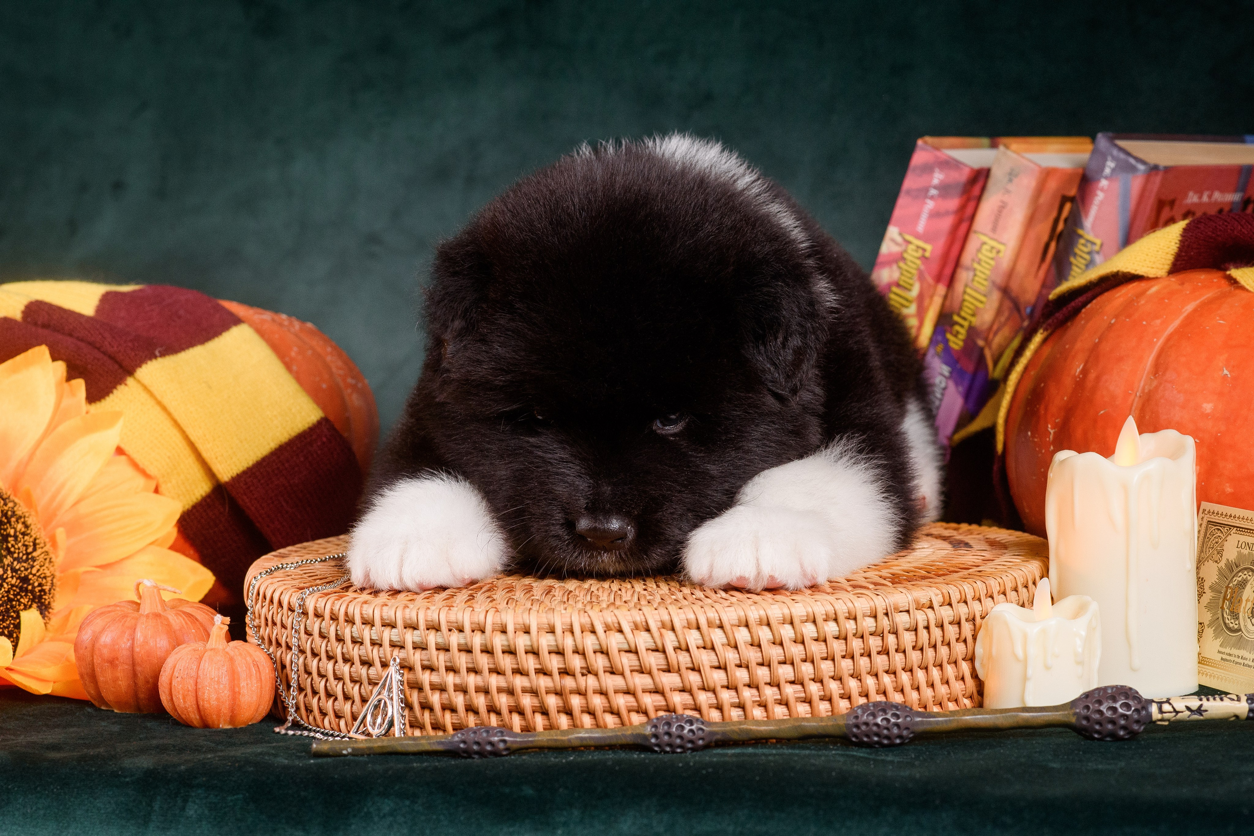 Щенки Американской Акиты — 04.11.2024. Фотограф — Анималист | Анна Абрамова