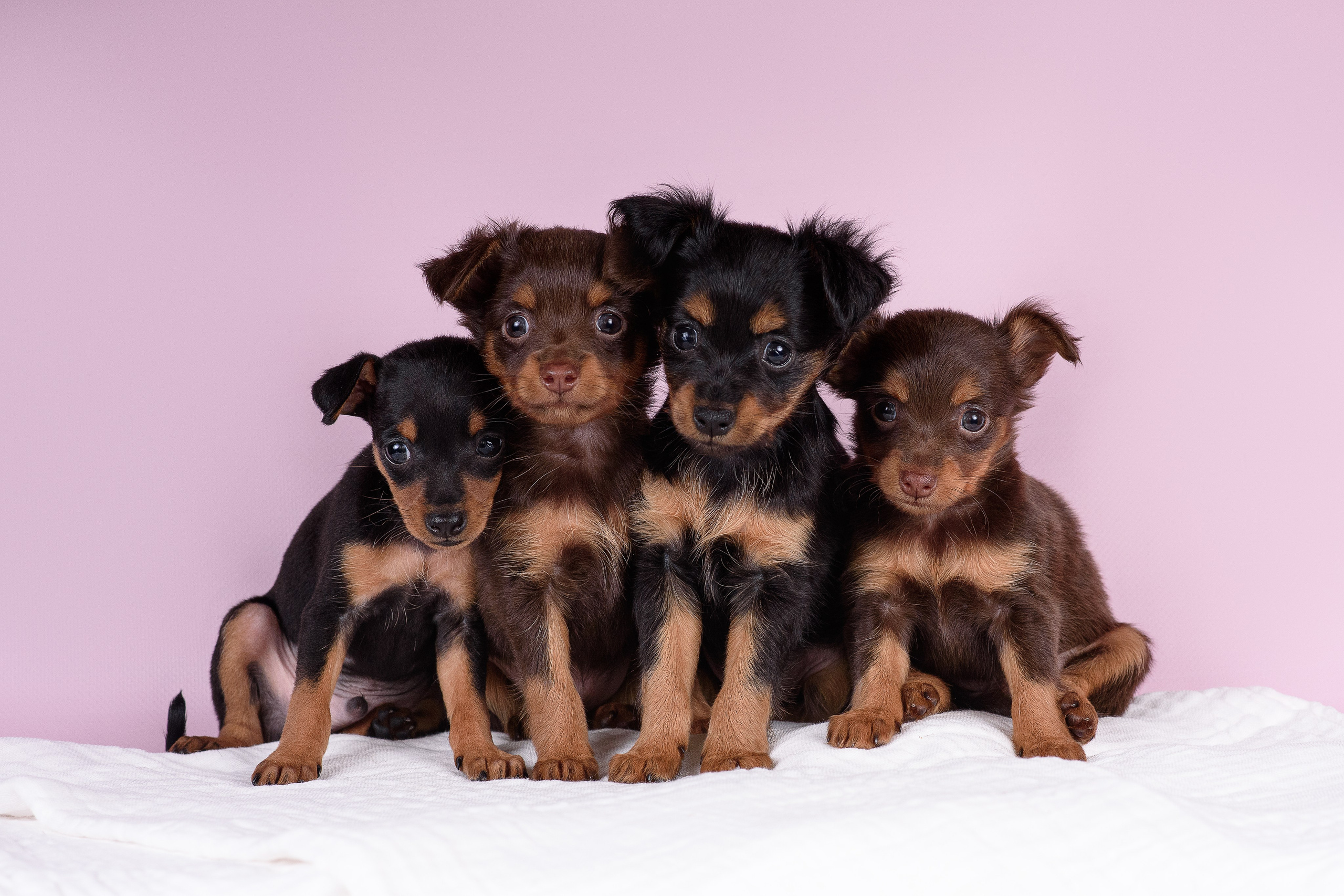 Щенки Пражских крысариков -13.04.2024. Фотограф — Анималист | Анна Абрамова